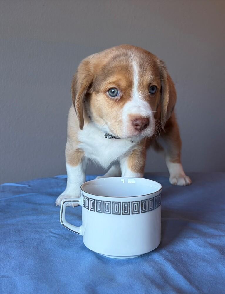 Enlarge Oolong - adoption pending, a Adoptable mixed breed in Shawnee Mission, KS image 3/4