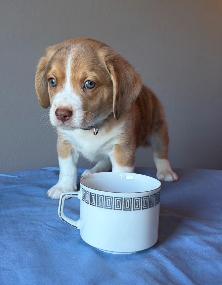 Enlarge Oolong - adoption pending, a Adoptable mixed breed in Shawnee Mission, KS image 4/4