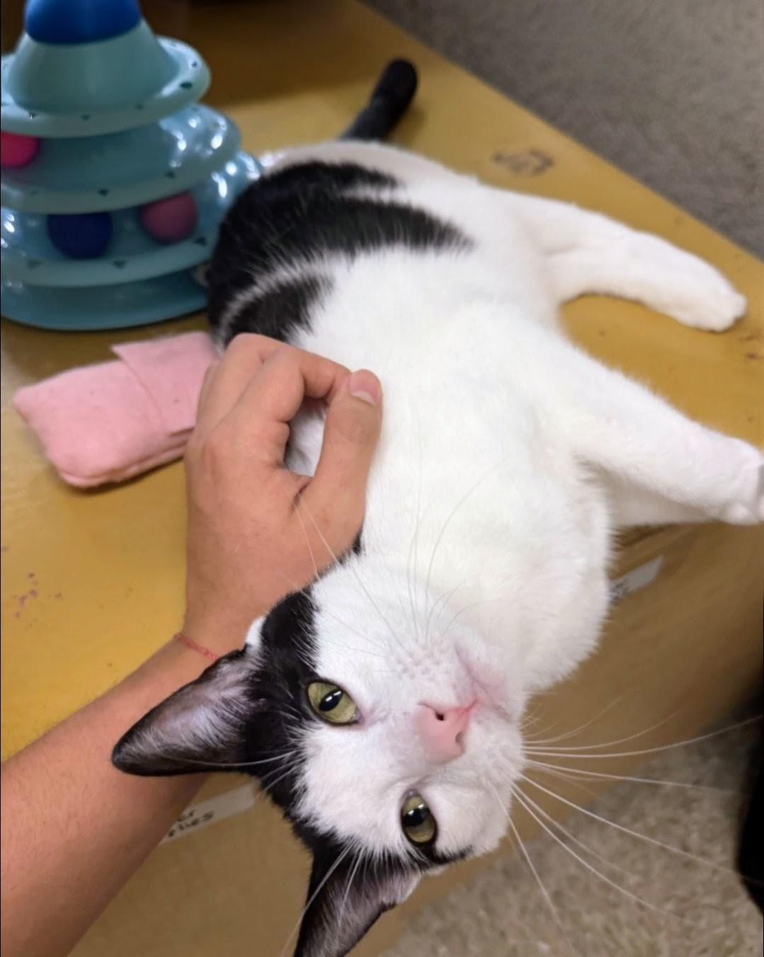 Lainey, a Adoptable Domestic Short Hair in Rocky Hill, CT image 5/6