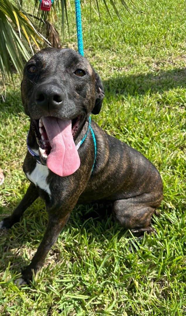 Enlarge Brandy, a Adoptable Mixed Breed image 1/10