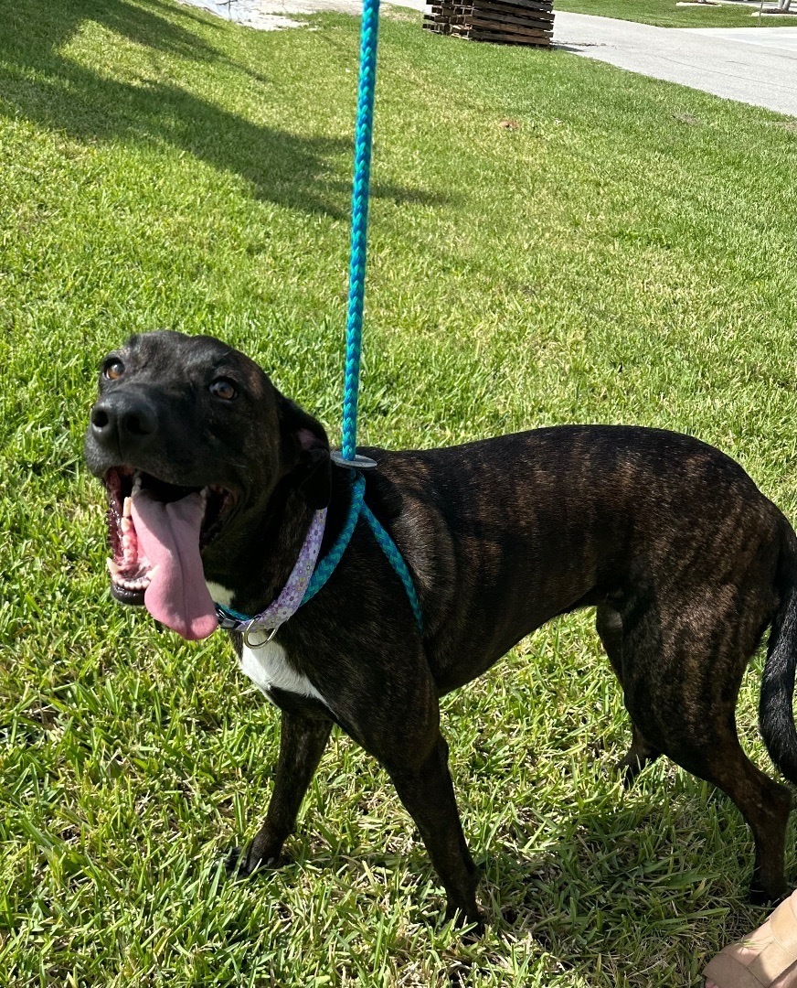 Enlarge Brandy, a Adoptable Mixed Breed image 2/10