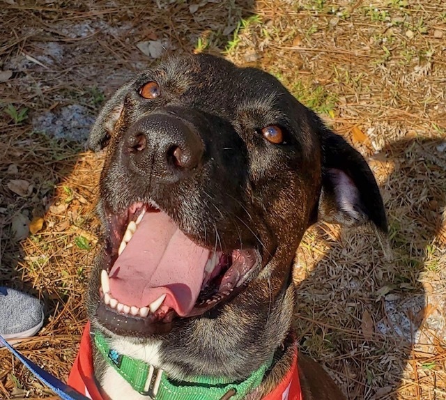 Brandy, Adoptable, Adult Female Mixed Breed.