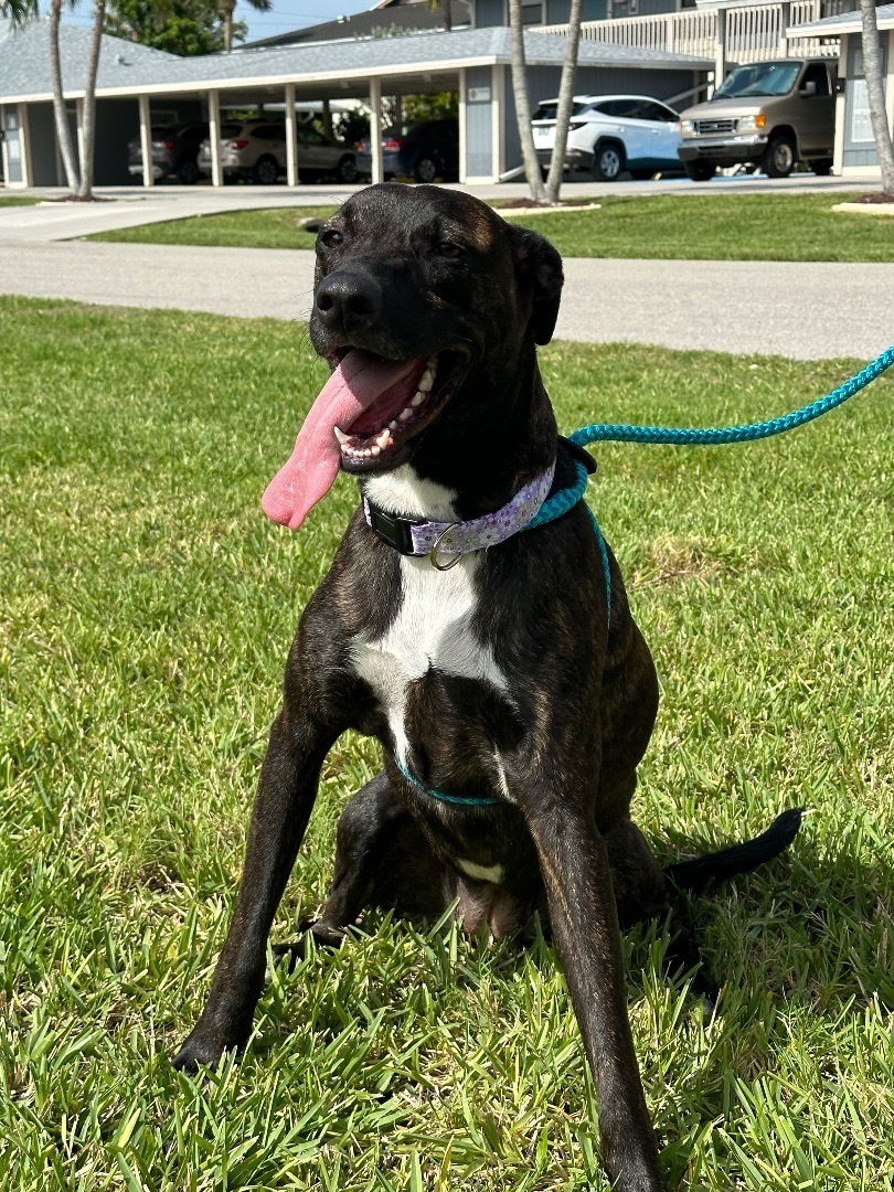 Enlarge Brandy, a Adoptable Mixed Breed image 4/10