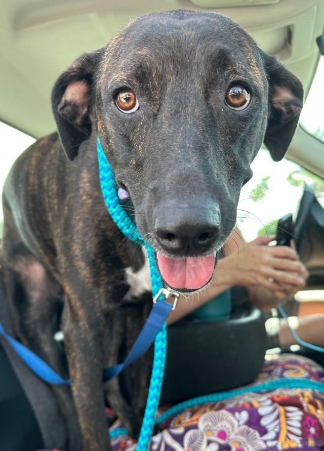 Enlarge Brandy, a Adoptable Mixed Breed image 5/10