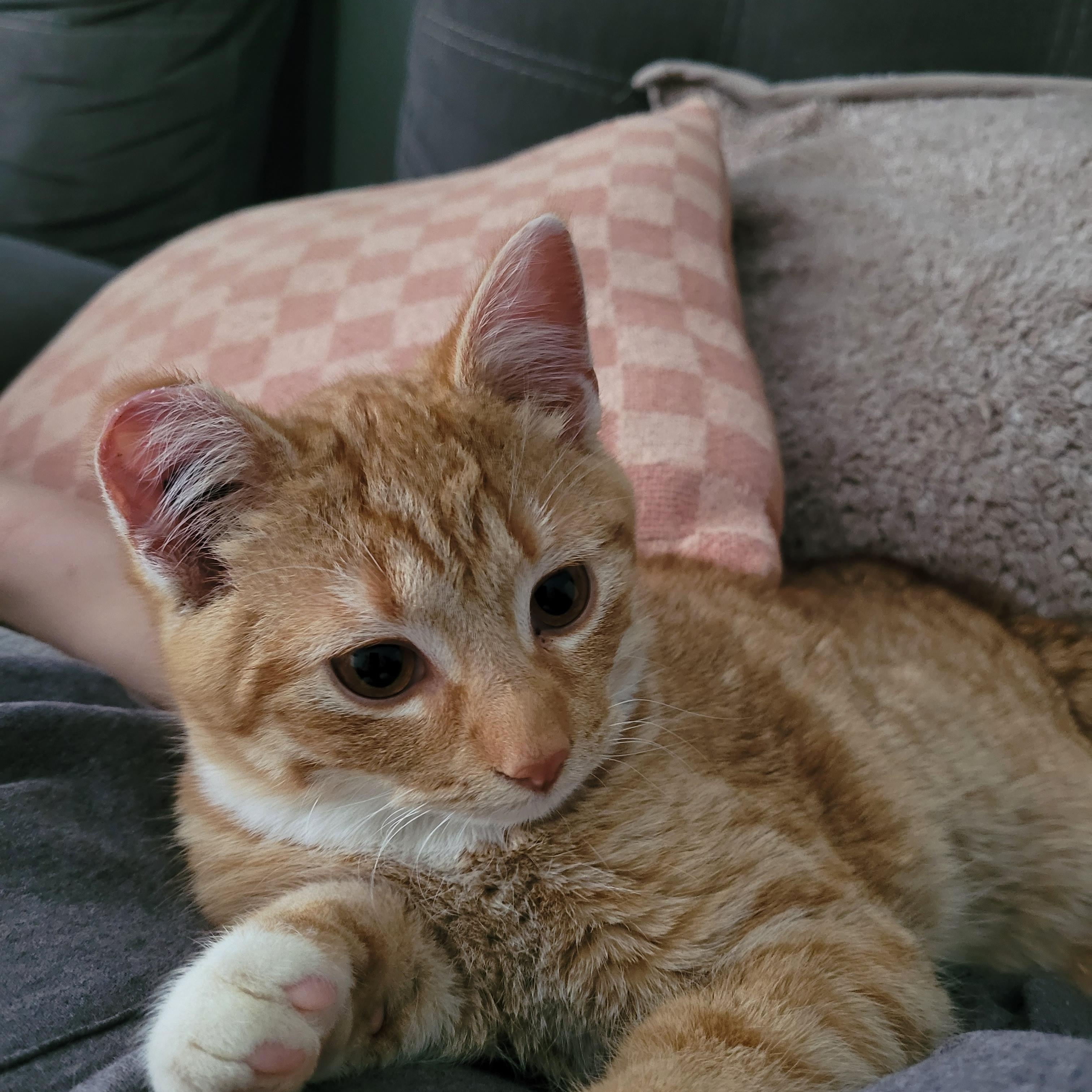 Enlarge Bumper, an adopted Domestic Short Hair in Morden, MB image 4/4