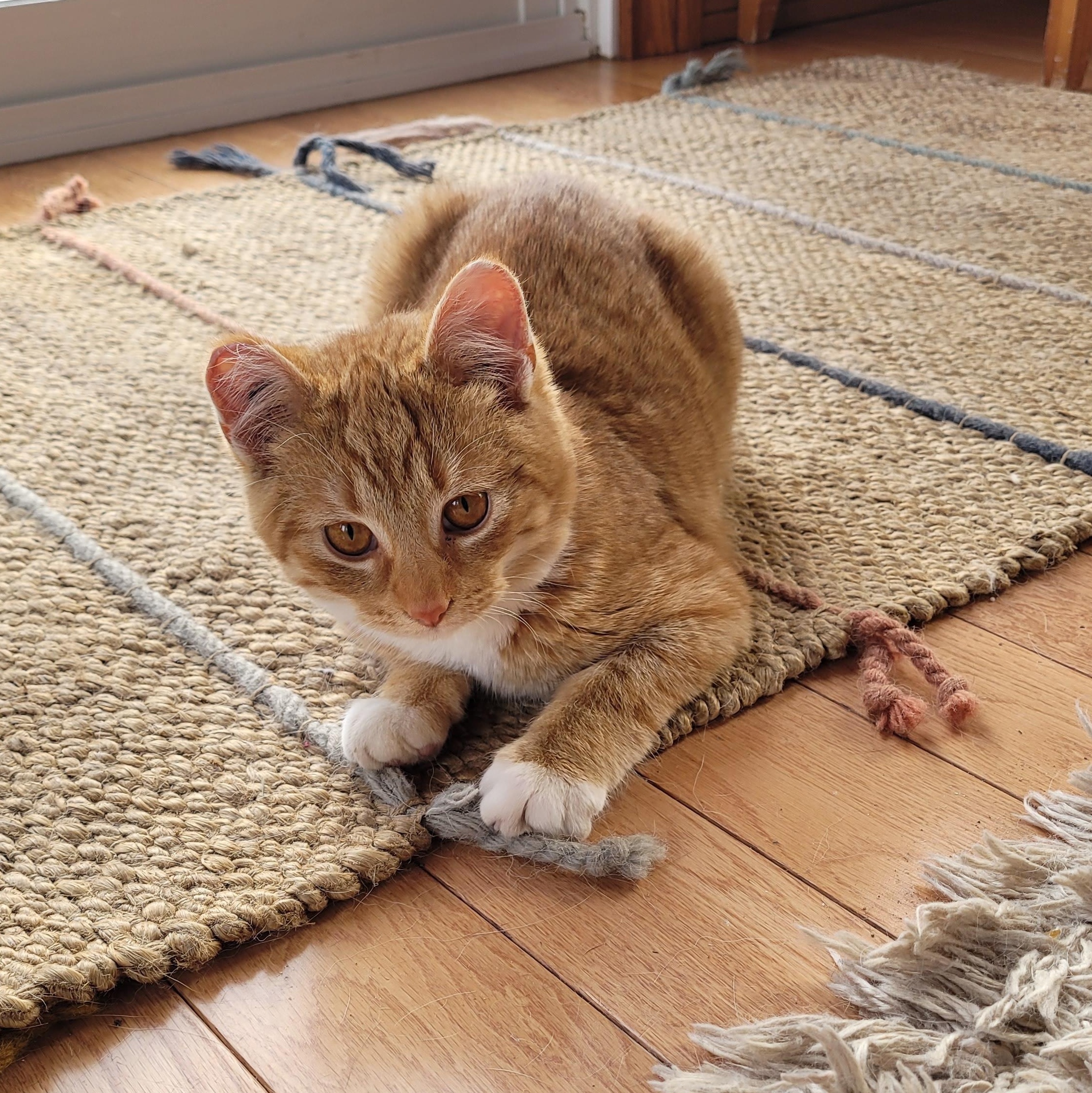 Enlarge Bumper, an adopted Domestic Short Hair in Morden, MB image 1/4