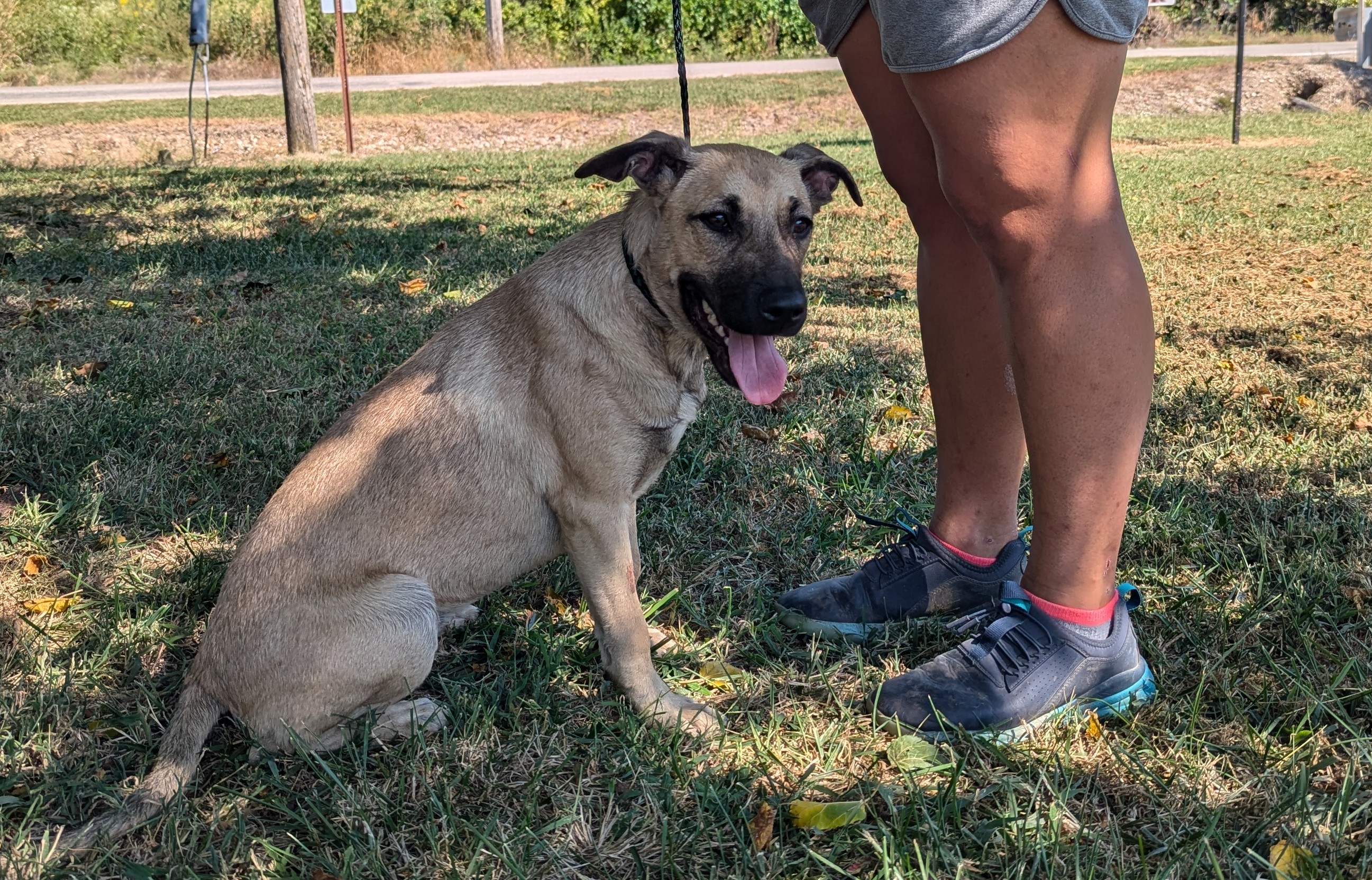 Enlarge Skye, a Adoptable mixed breed in Parsons, KS image 1/1