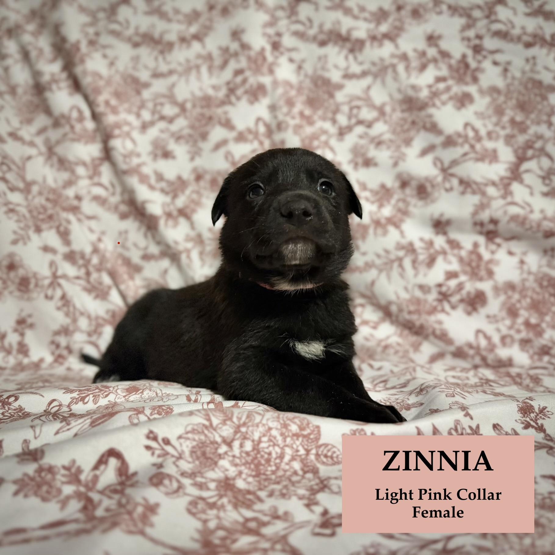 Zinnia, ADOPTABLE, Puppy Female German Shepherd Dog.