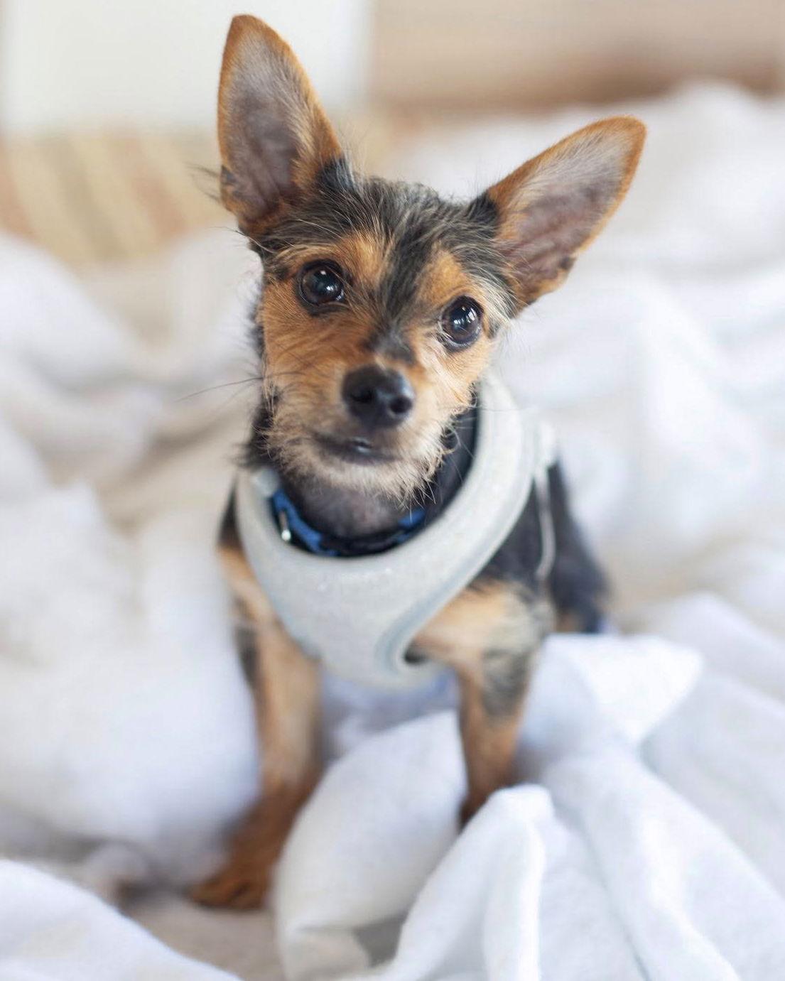 Moose, Adoptable, Puppy Male Yorkshire Terrier & Chihuahua.