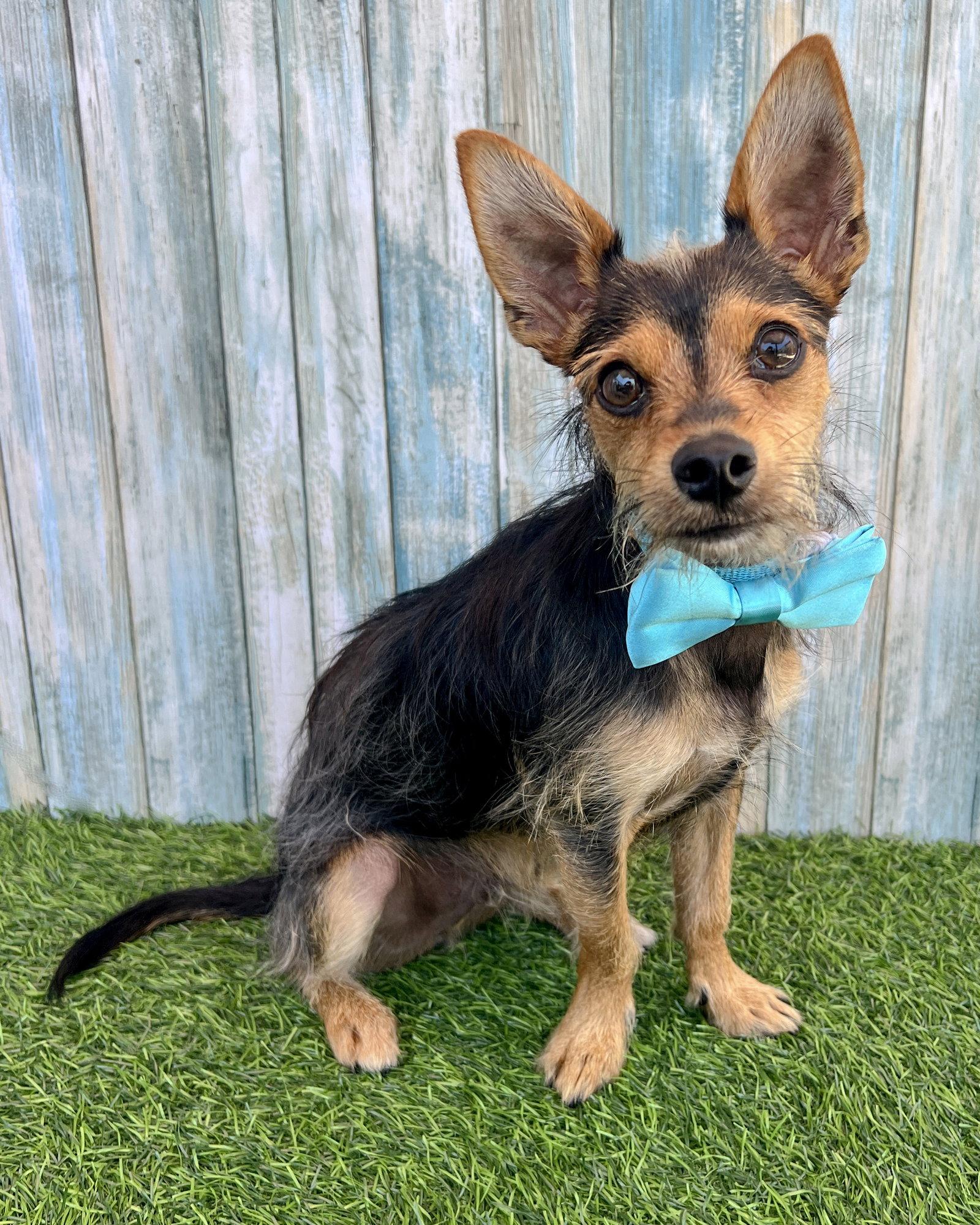 Moose, a Adoptable mixed breed in Corona, CA image 3/3