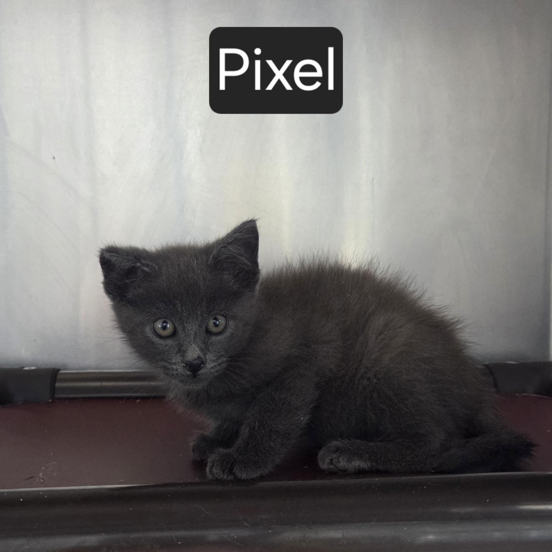 Pixel, ADOPTABLE, Young Male Domestic Short Hair.
