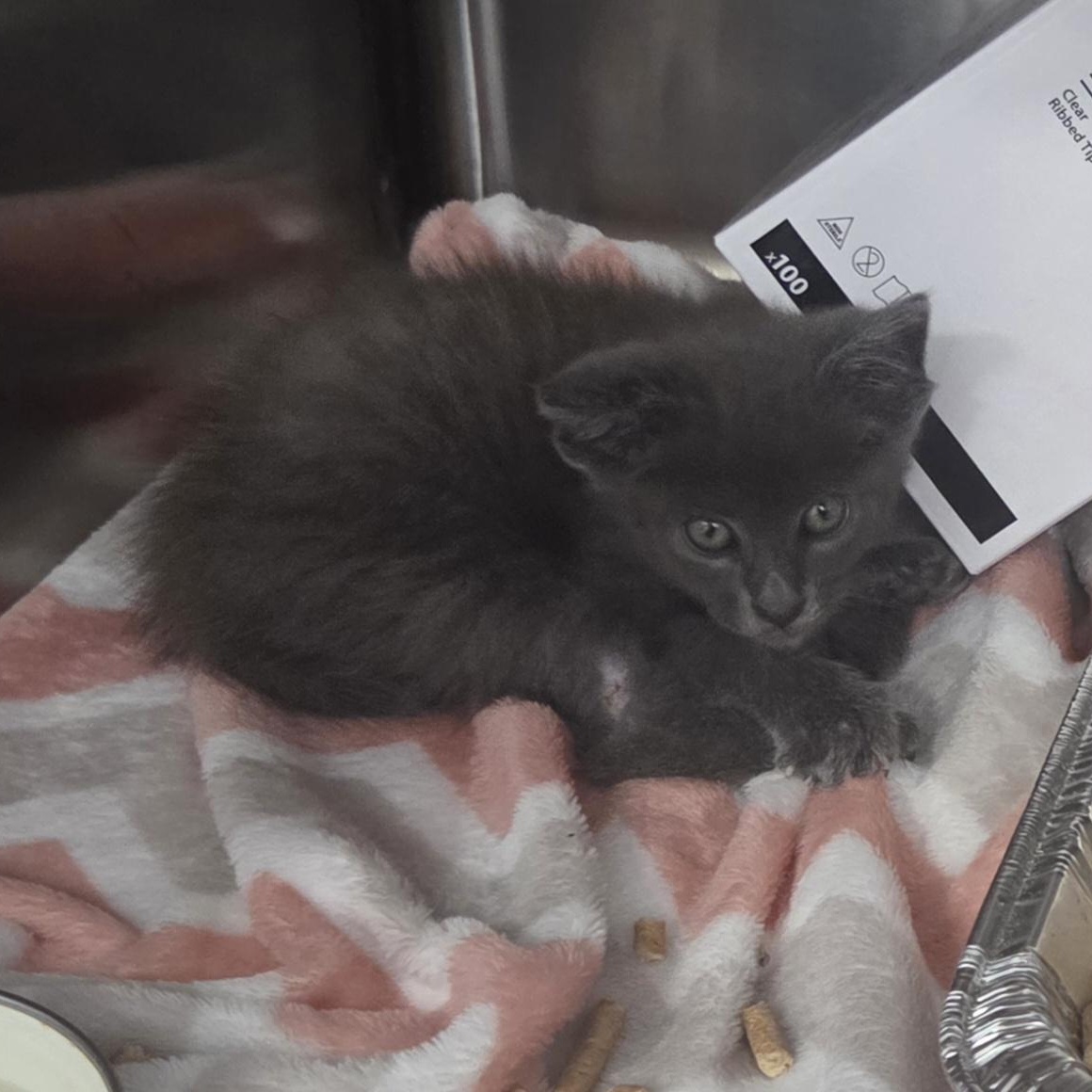 Enlarge Pixel, a ADOPTABLE Domestic Short Hair in SNOW HILL, NC image 3/4