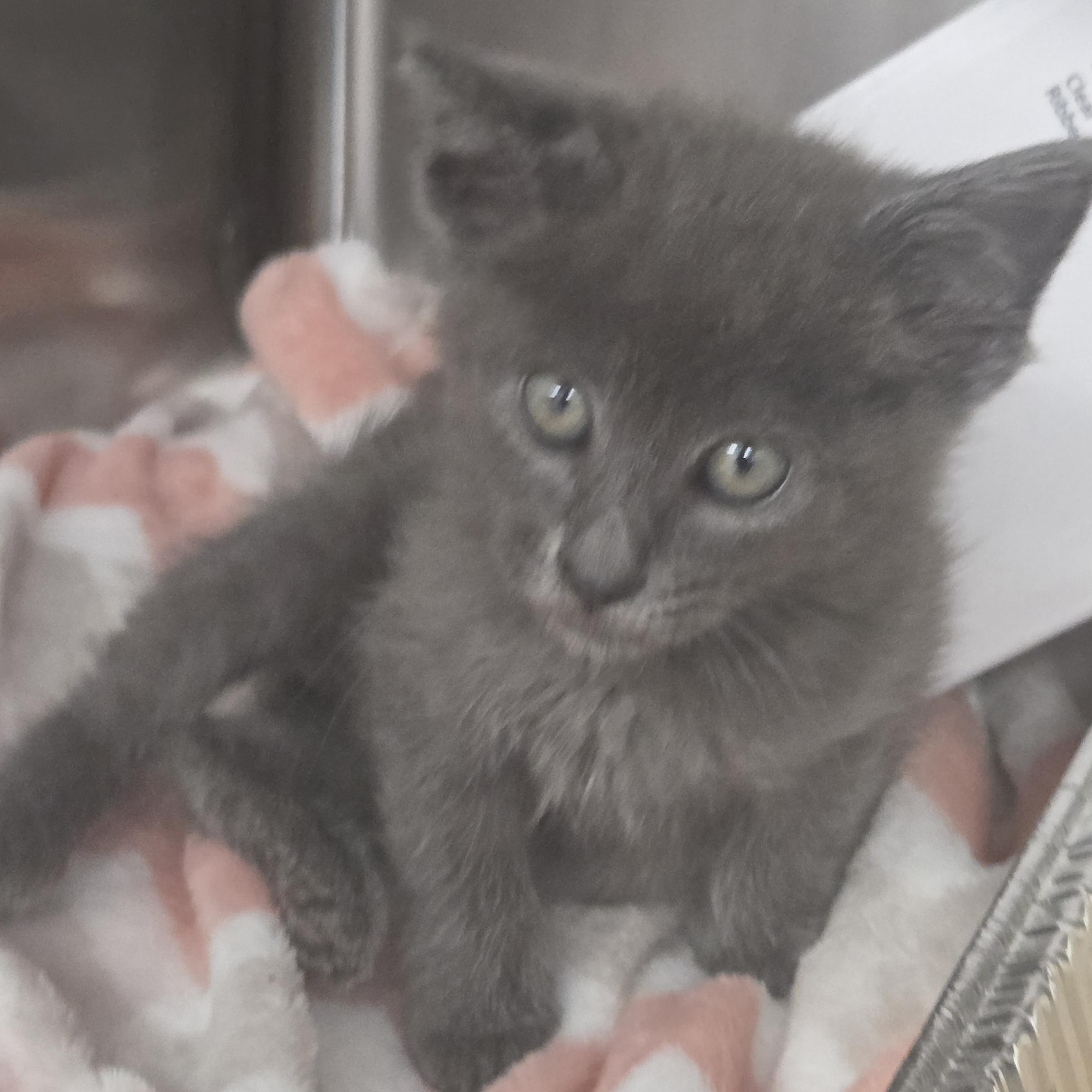 Enlarge Pixel, a ADOPTABLE Domestic Short Hair in SNOW HILL, NC image 2/4