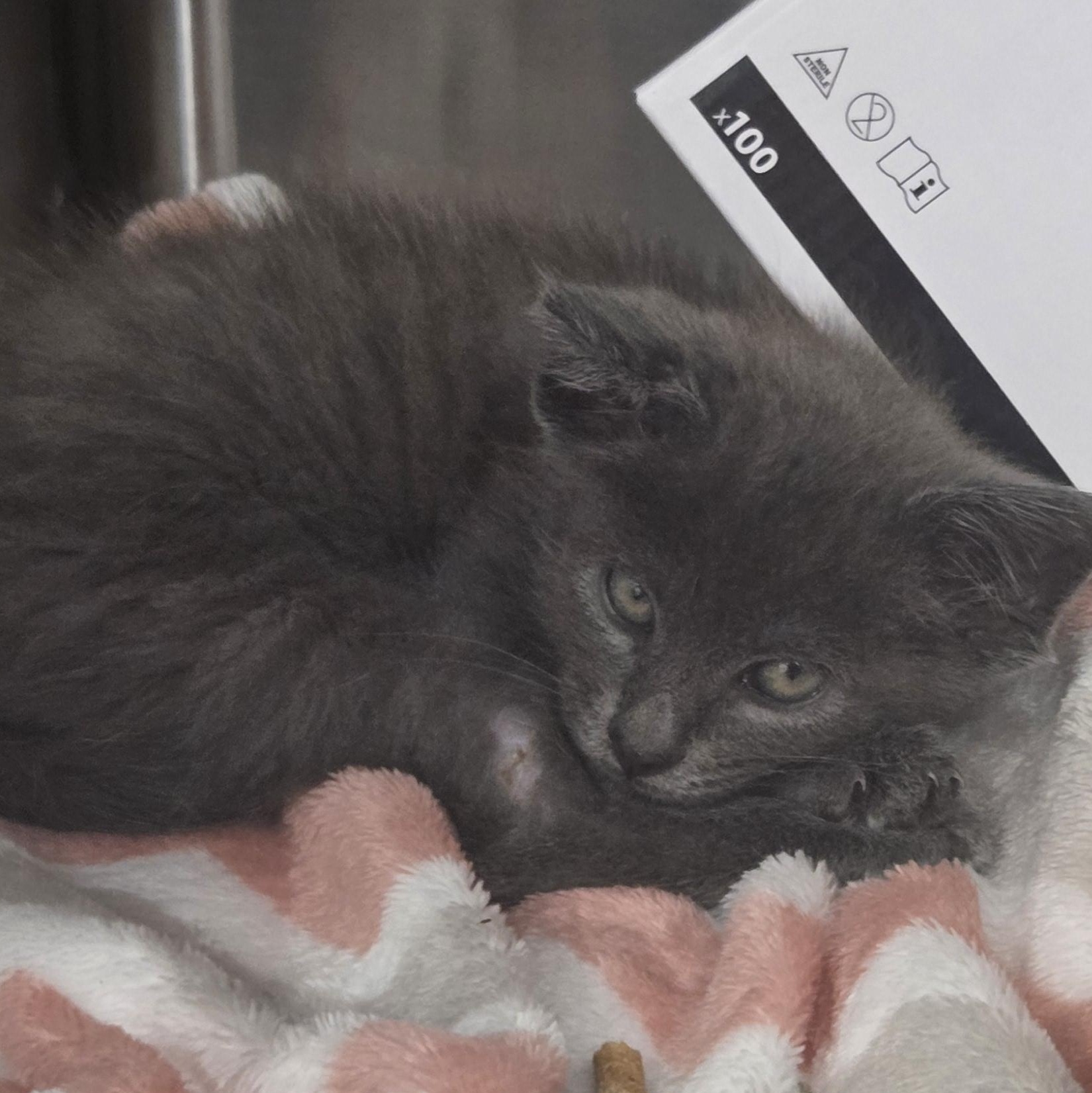 Enlarge Pixel, a ADOPTABLE Domestic Short Hair in SNOW HILL, NC image 4/4