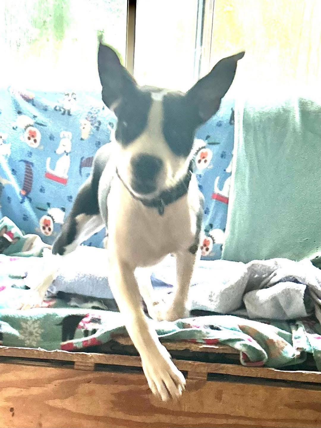 Oreo, a ADOPTABLE mixed breed in Eugene, OR image 3/3