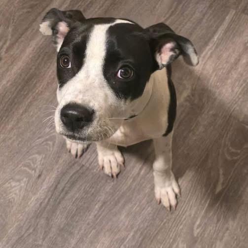 Oreo, a ADOPTABLE mixed breed in Eugene, OR image 1/3