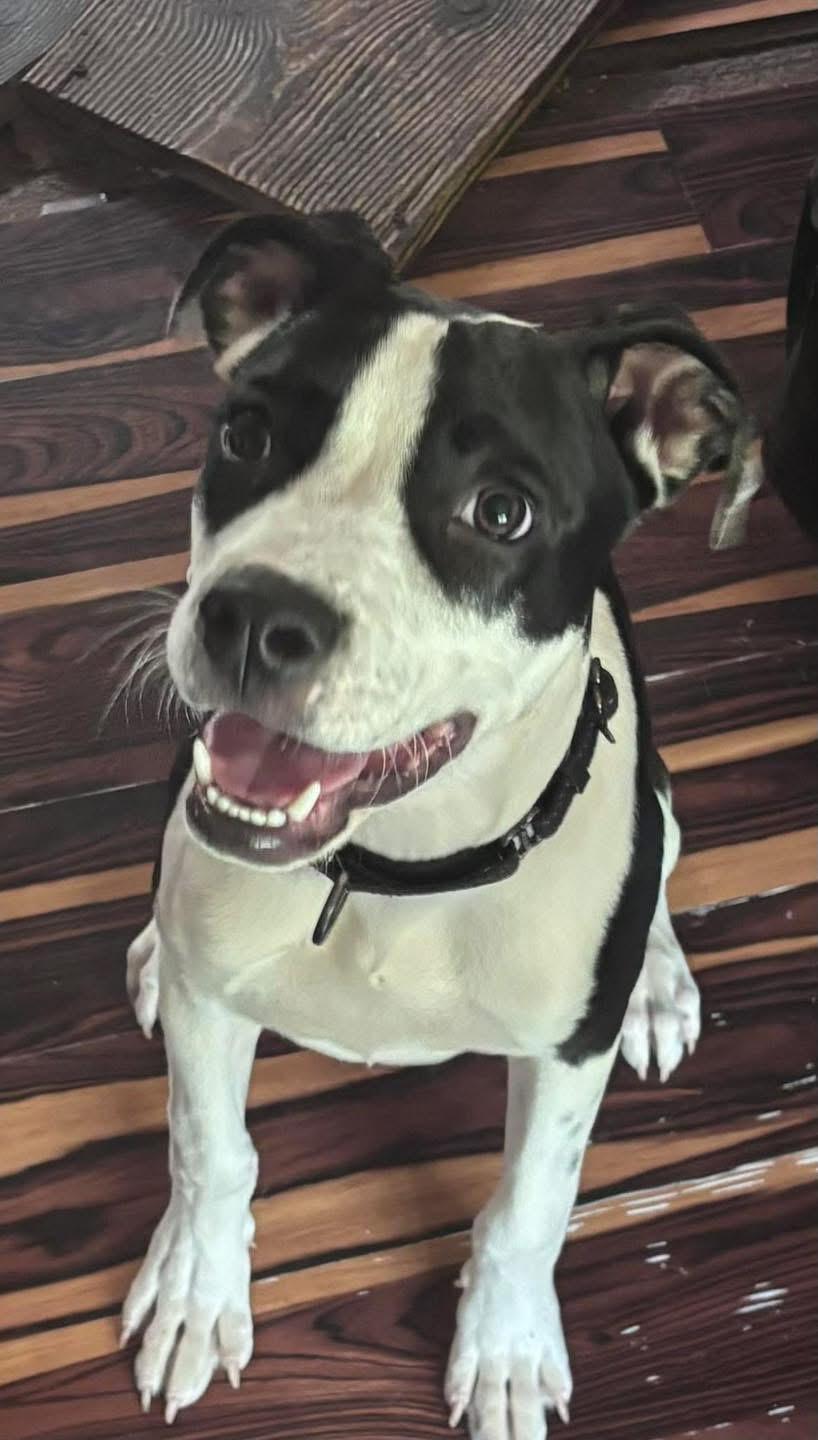 Oreo, a ADOPTABLE mixed breed in Eugene, OR image 2/3