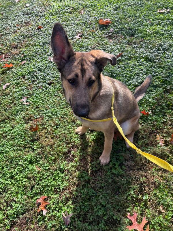Teddy "Boo-Boo", Adopted, Young Male German Shepherd Dog.