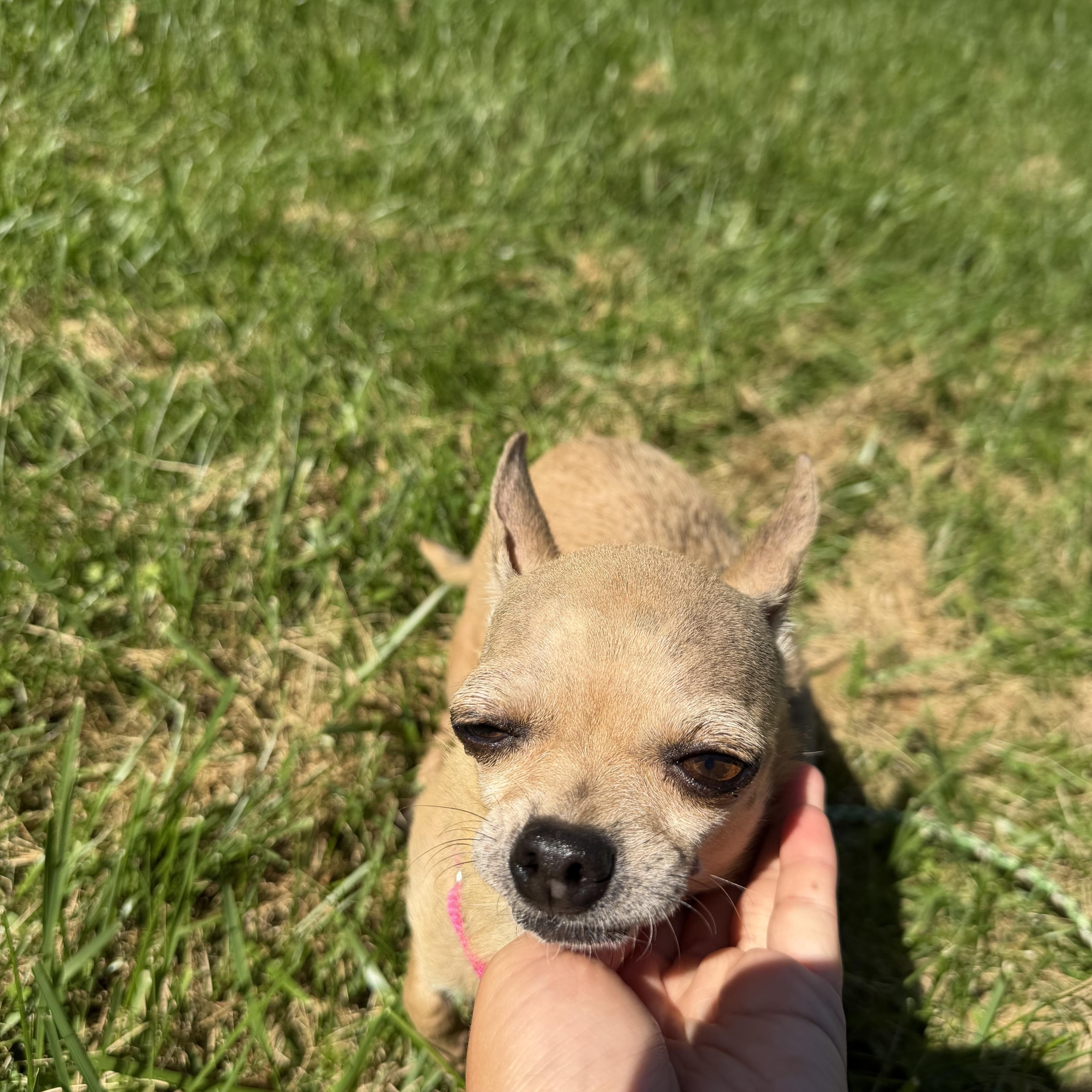 Enlarge Tilly, a Adoptable mixed breed in Brooklyn, NY image 6/6