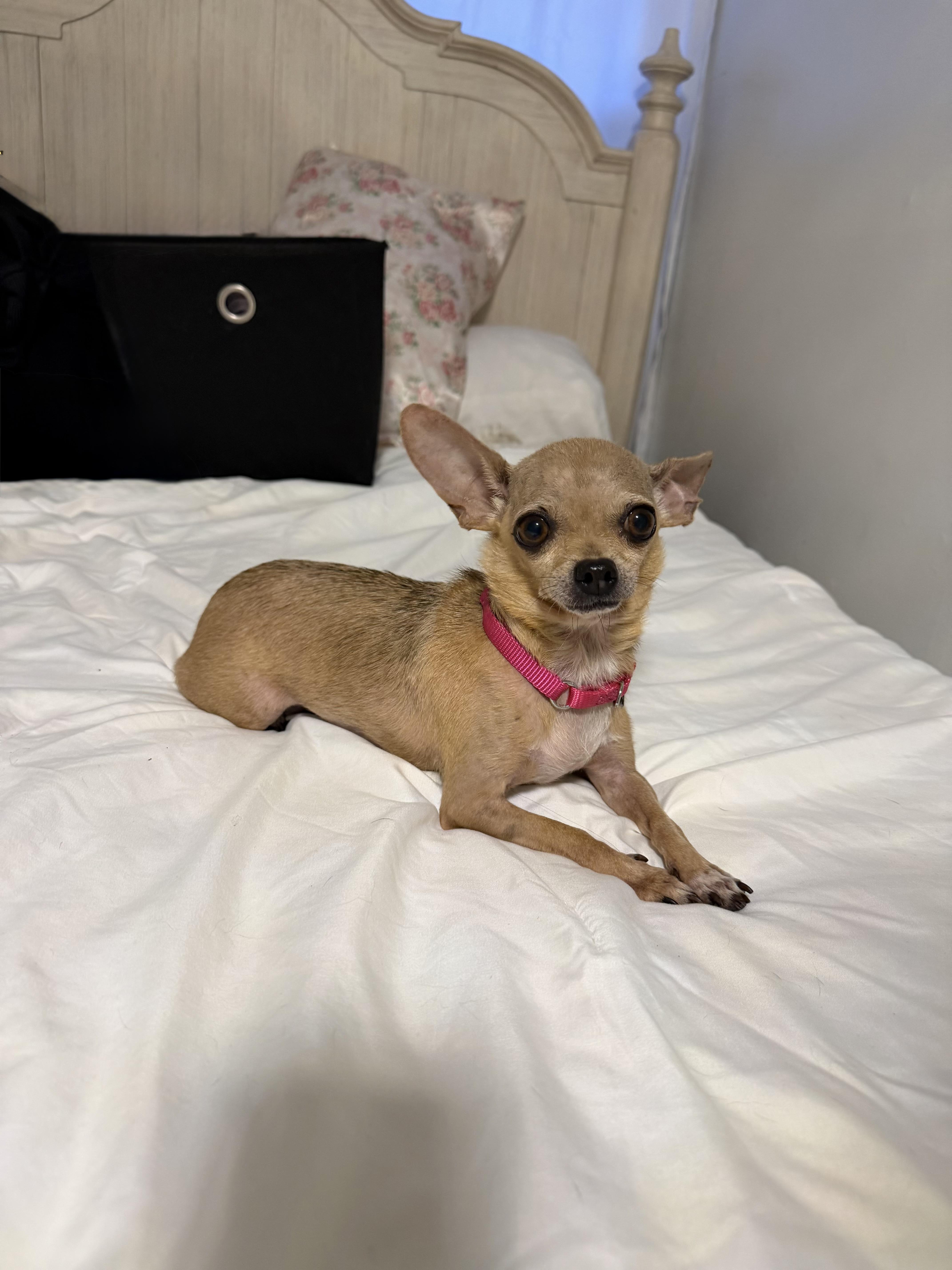Enlarge Tilly, a Adoptable mixed breed in Brooklyn, NY image 3/6