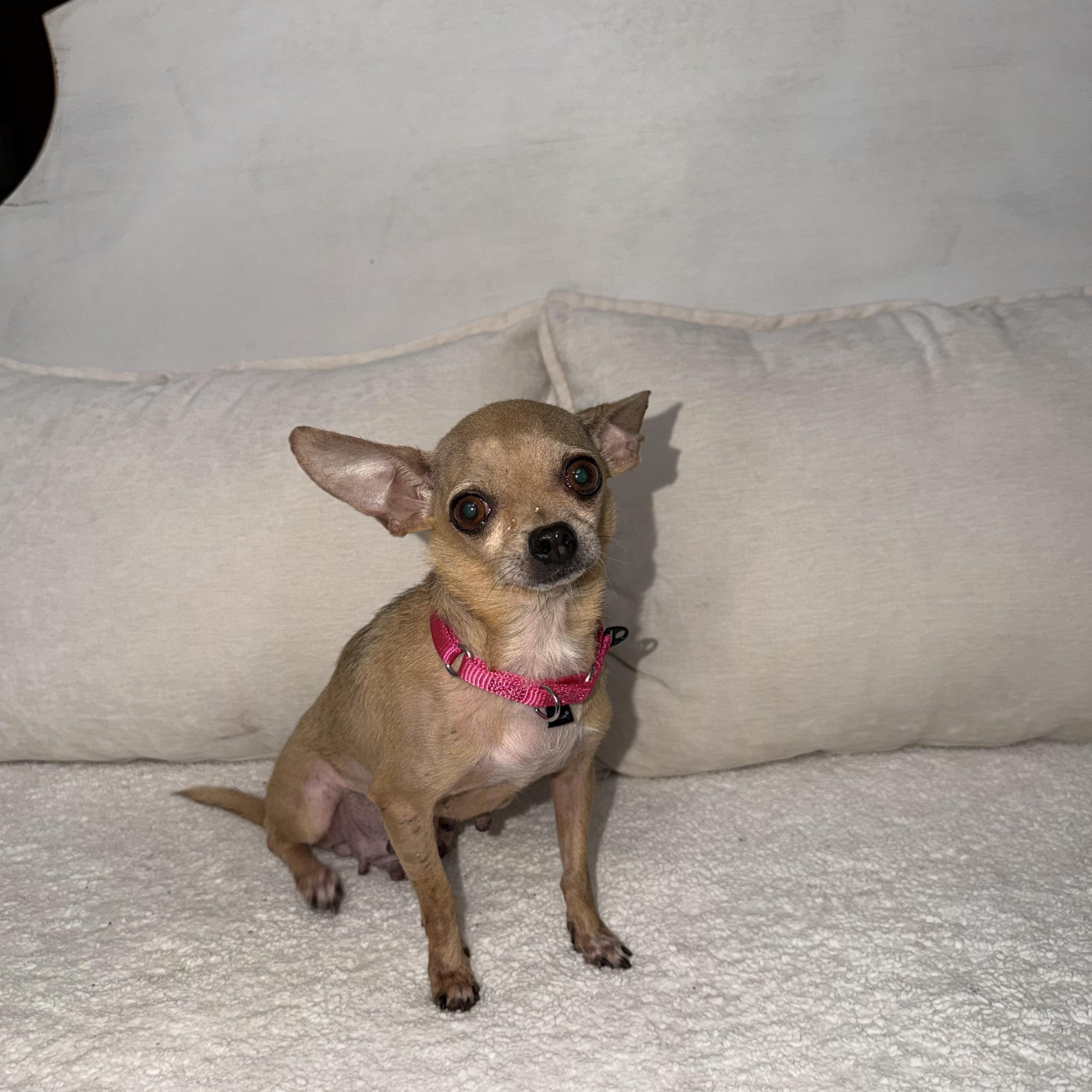 Enlarge Tilly, a Adoptable mixed breed in Brooklyn, NY image 2/6
