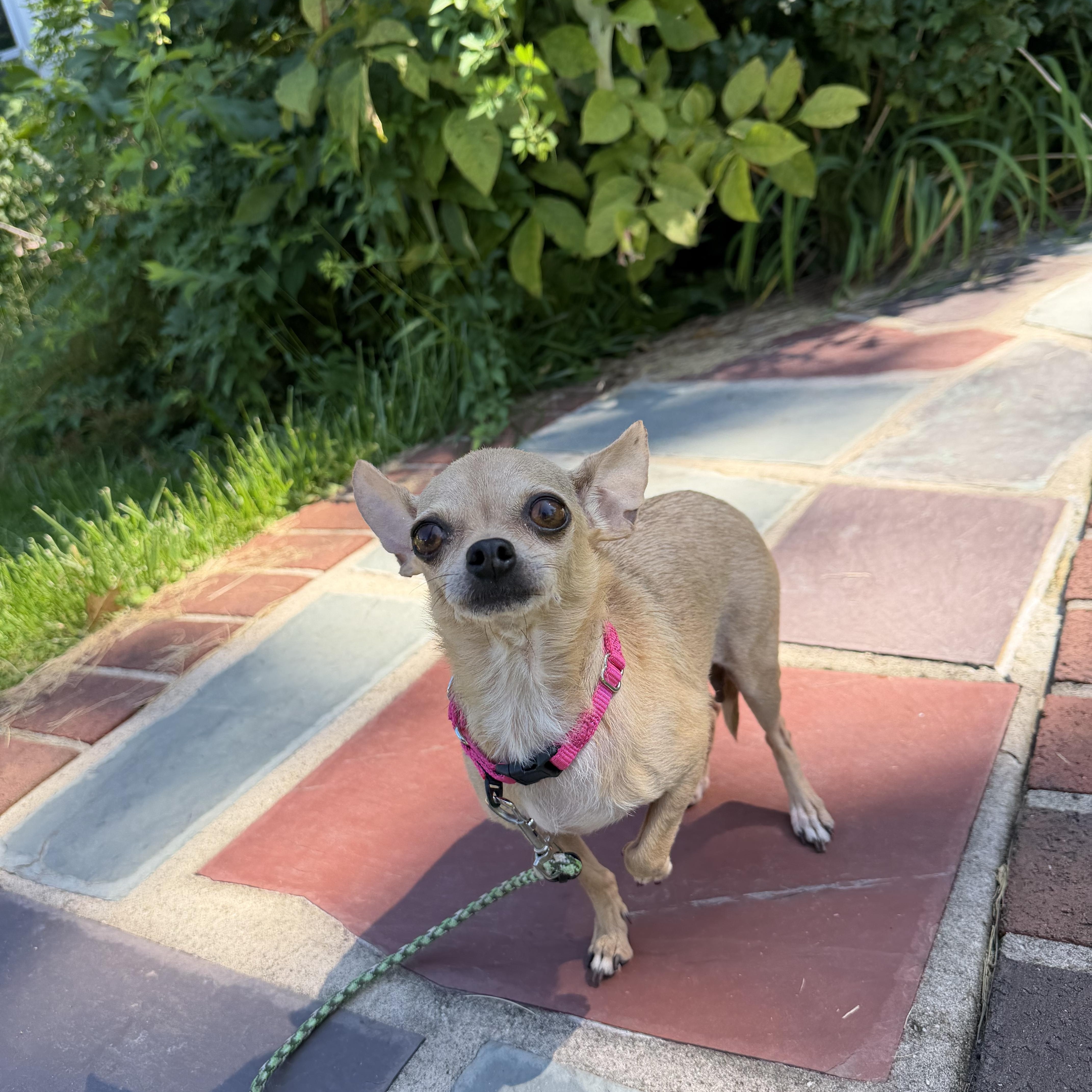 Tilly, Adoptable, Adult Female Chihuahua.