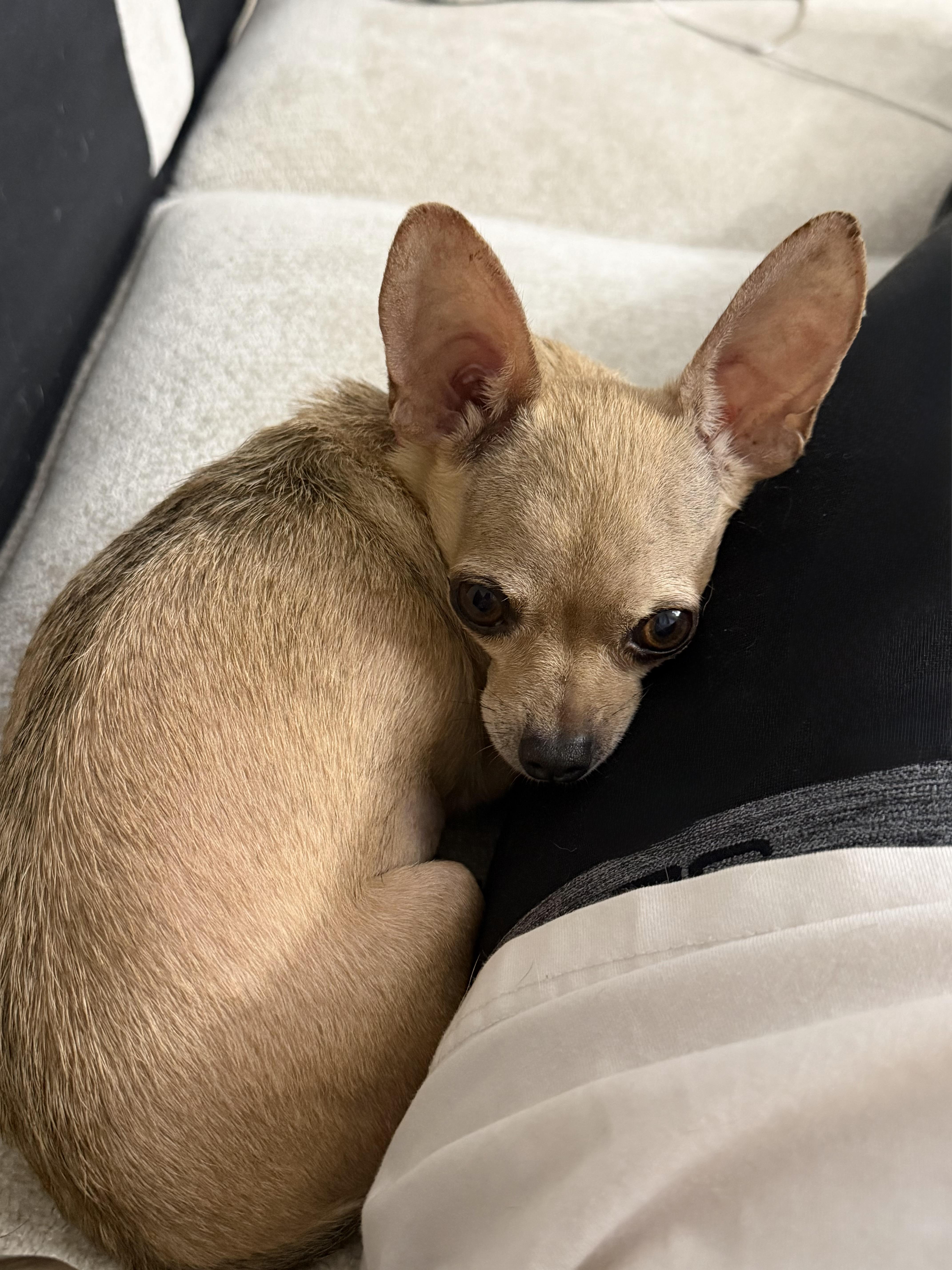 Enlarge Tilly, a Adoptable mixed breed in Brooklyn, NY image 4/6