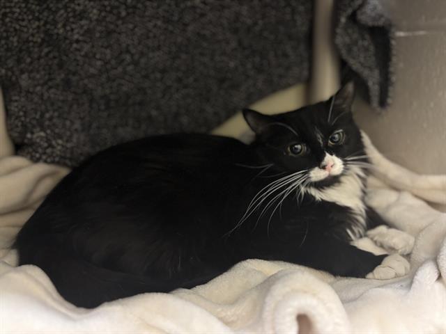 SILK, Adoptable, Young Female Domestic Medium Hair.