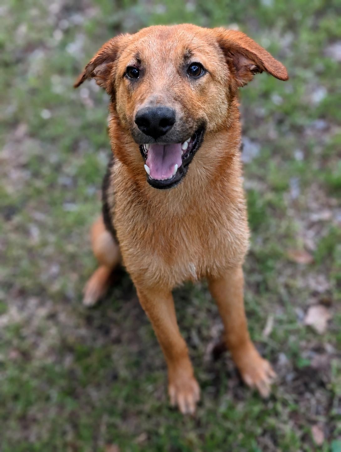 Reilly, a ADOPTABLE mixed breed in Bloomingdale, GA image 1/4