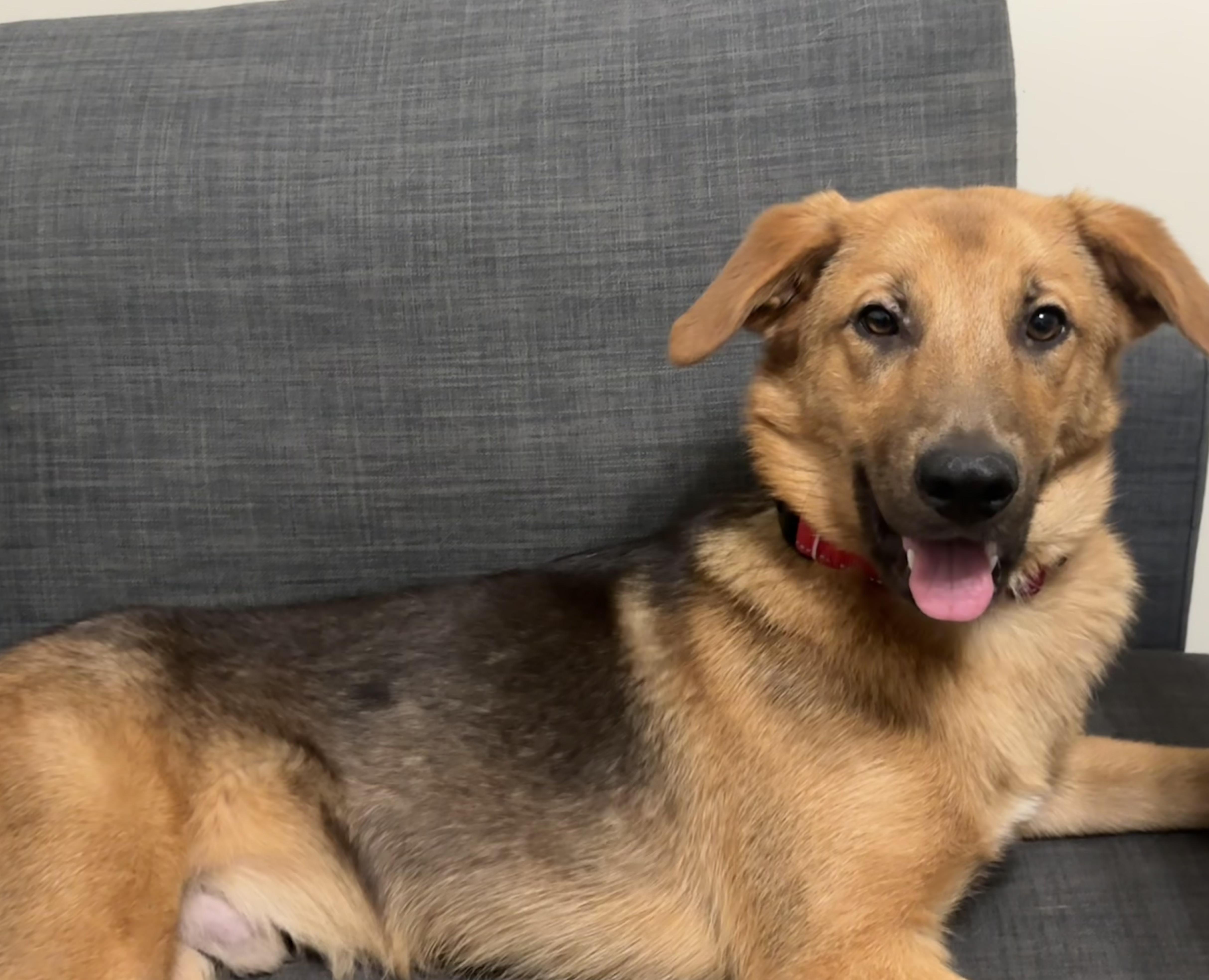 Reilly, a ADOPTABLE mixed breed in Bloomingdale, GA image 2/4