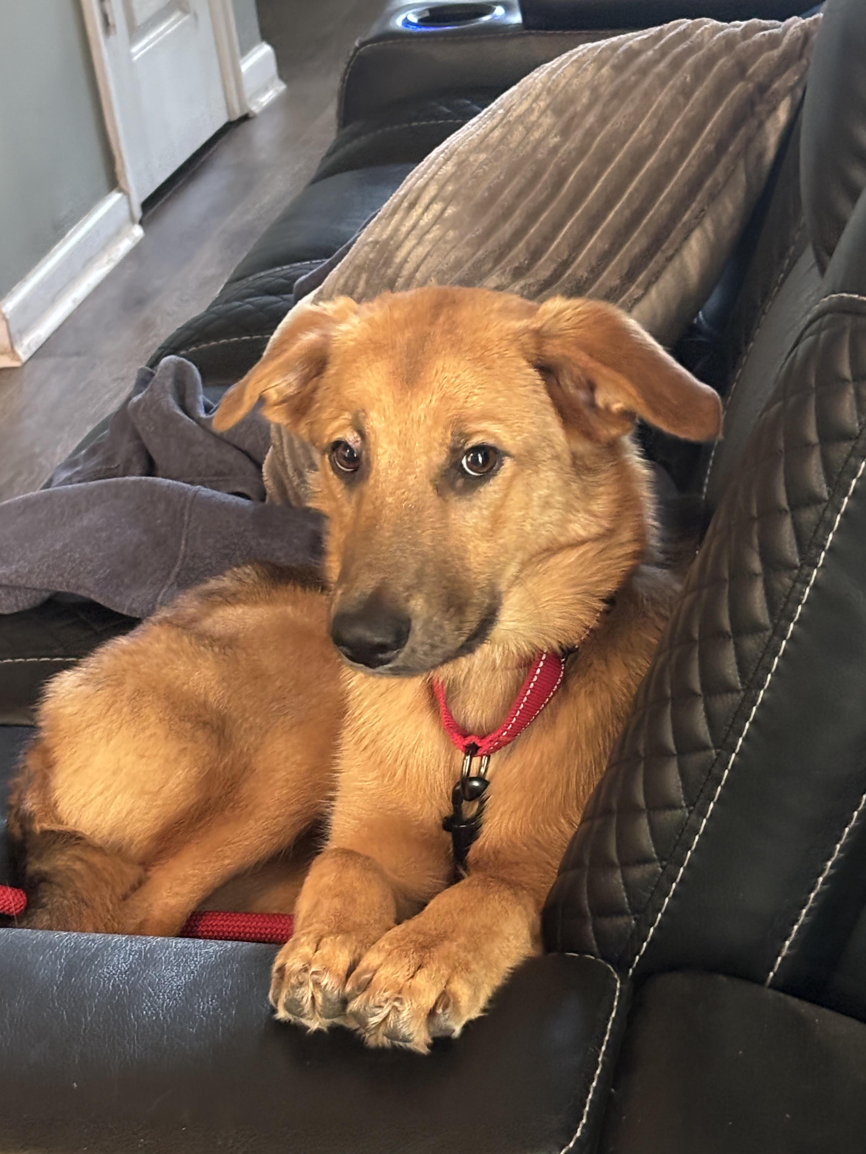 Reilly, a ADOPTABLE mixed breed in Bloomingdale, GA image 3/4