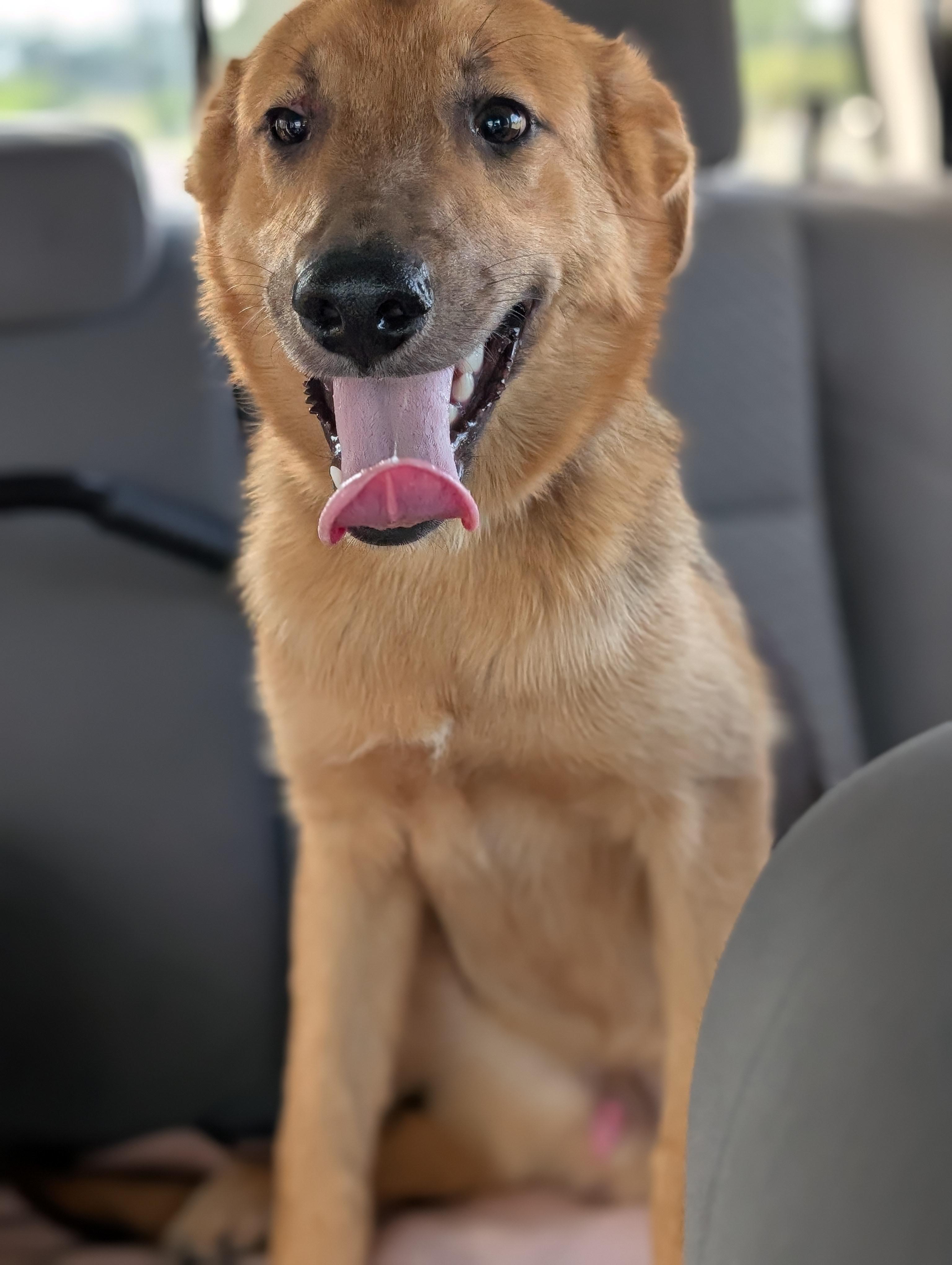 Reilly, a ADOPTABLE mixed breed in Bloomingdale, GA image 4/4