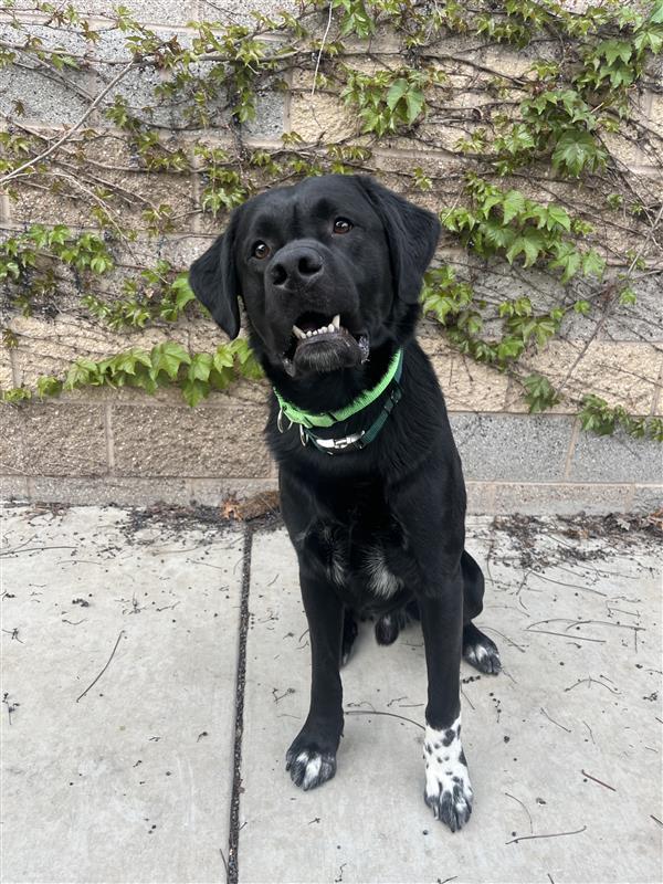 Enlarge Kevin, a Adopted mixed breed in Elk Grove, CA image 2/3