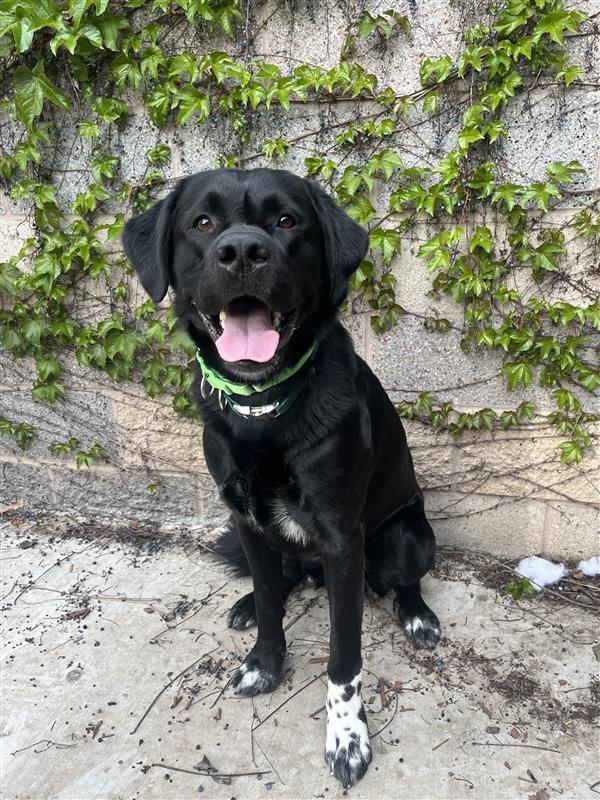 Enlarge Kevin, a Adopted mixed breed in Elk Grove, CA image 3/3