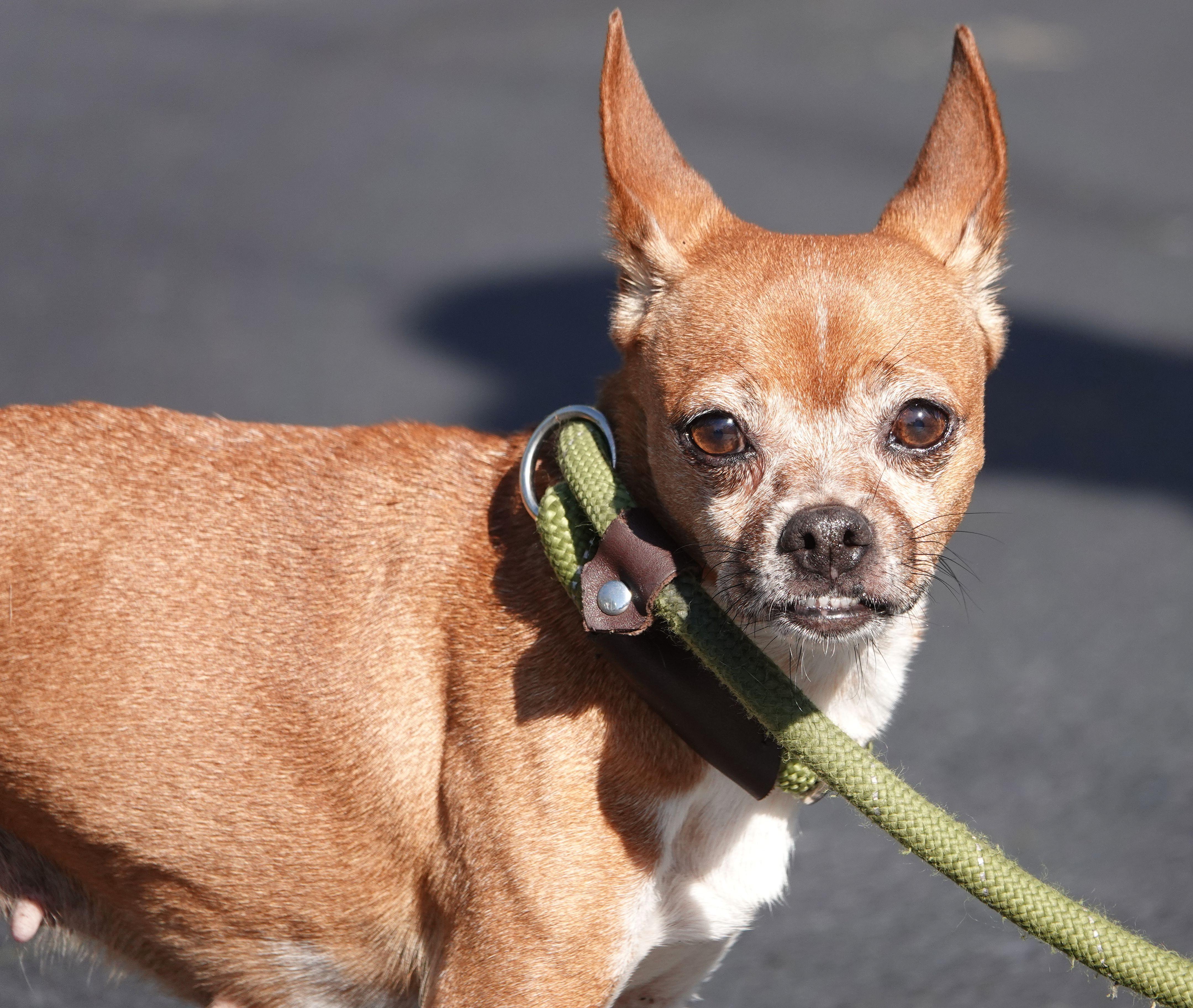 Enlarge Snuffles - CLAIMED BY OWNER, a Adopted mixed breed in Millfield, OH image 4/4