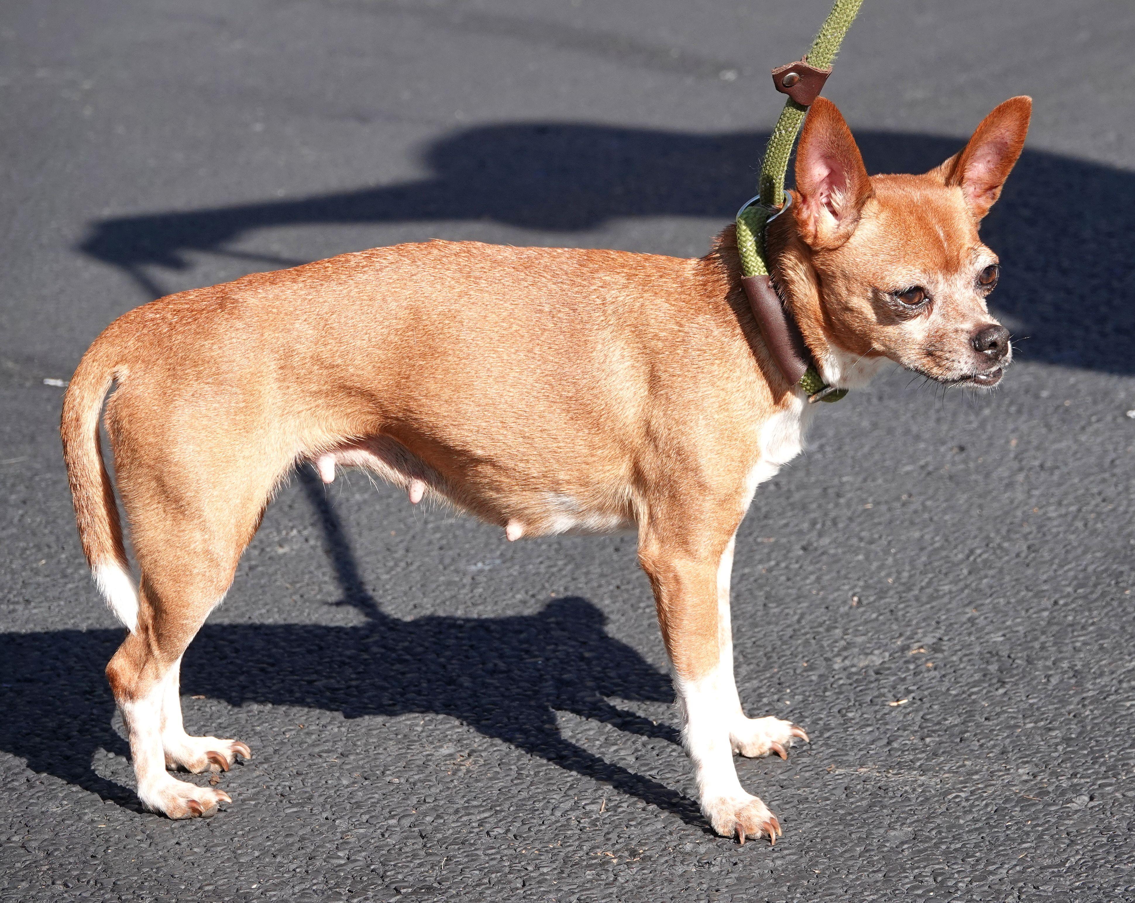 Enlarge Snuffles - CLAIMED BY OWNER, a Adopted mixed breed in Millfield, OH image 3/4