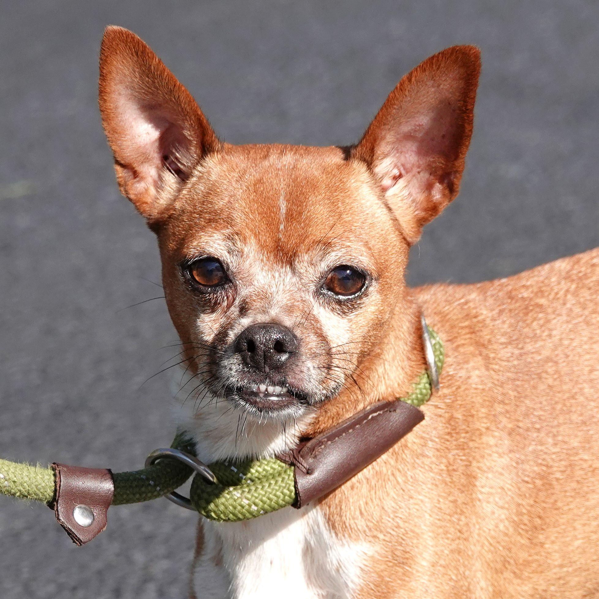 Enlarge Snuffles - CLAIMED BY OWNER, a Adopted mixed breed in Millfield, OH image 1/4