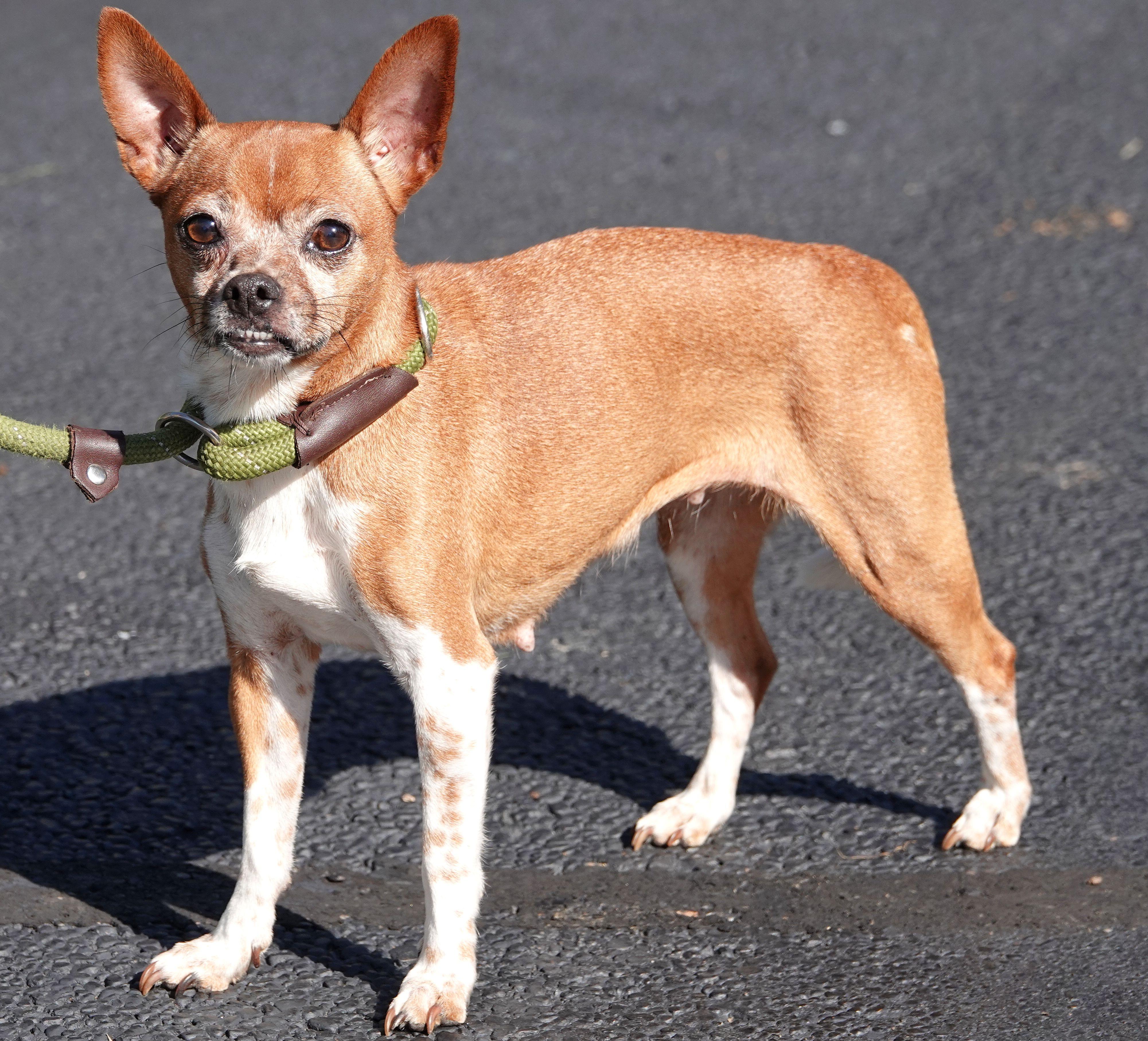 Enlarge Snuffles - CLAIMED BY OWNER, a Adopted mixed breed in Millfield, OH image 2/4