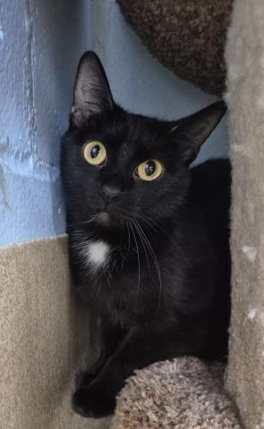 MARIAN, Adoptable, Adult Female Domestic Short Hair.