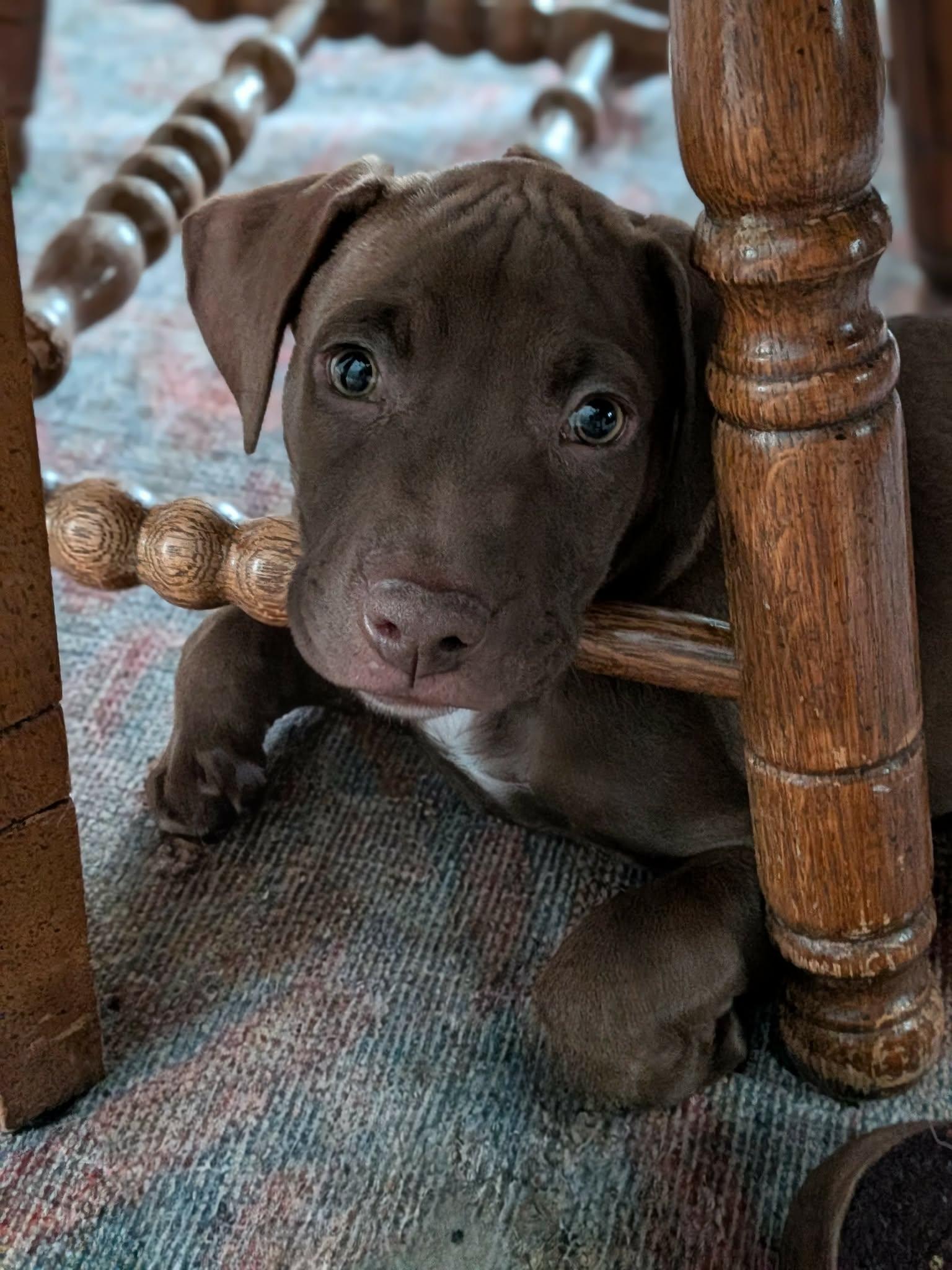 Sage, Adoptable, Puppy Male Hound & American Staffordshire Terrier.