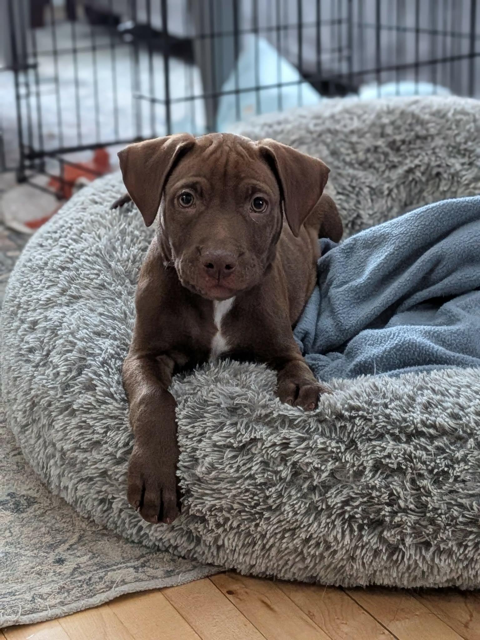 Enlarge Sage, a Adoptable mixed breed in Duluth, MN image 2/3