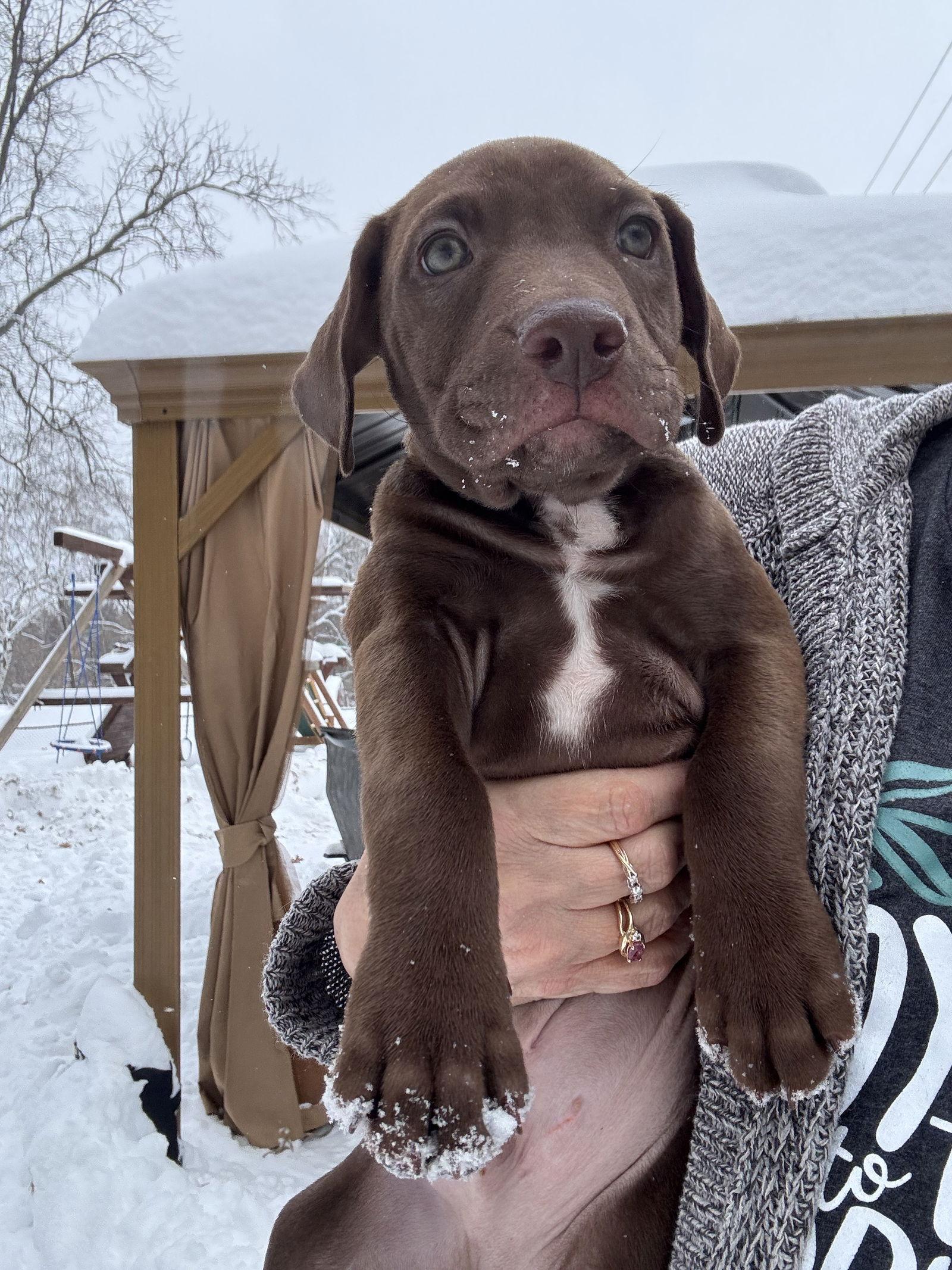 Enlarge Sage, a Adoptable mixed breed in Duluth, MN image 3/3