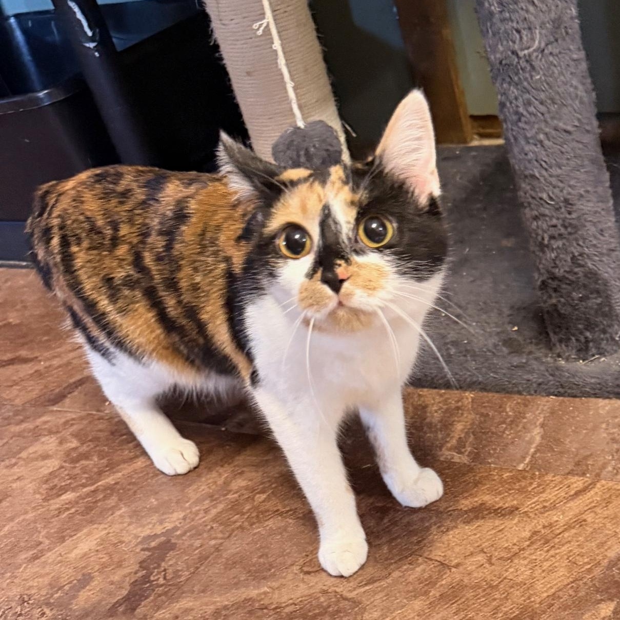 Muffin, adopted, Young Female Manx.