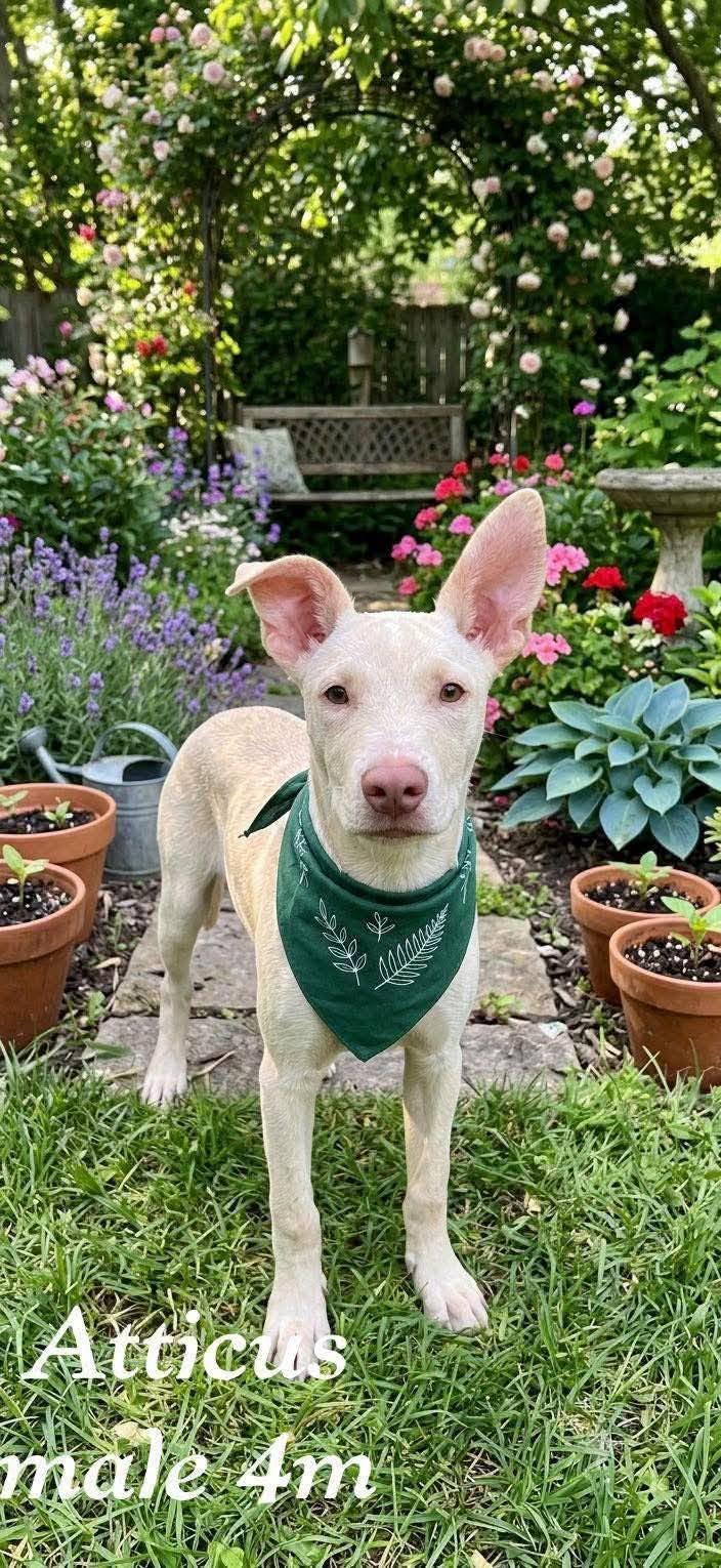 Atticus, adopted, Puppy Male Ibizan Hound & Terrier.