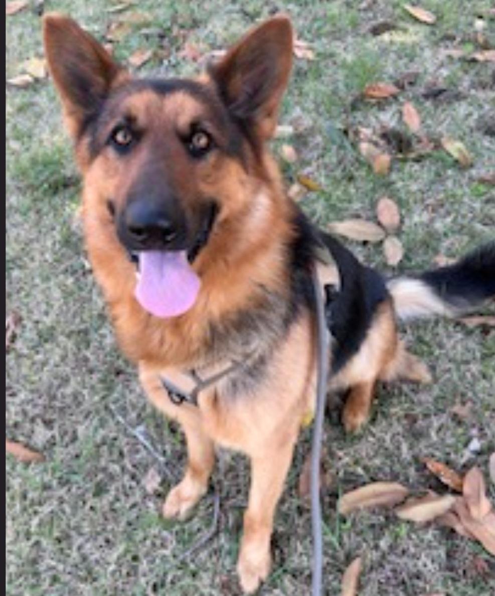 Linze, a ADOPTABLE German Shepherd Dog in Roswell, GA image 2/4