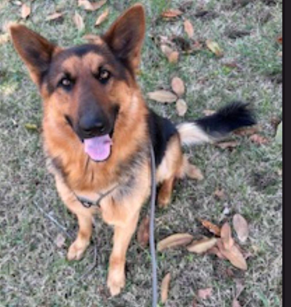 Linze, ADOPTABLE, Young Male German Shepherd Dog.
