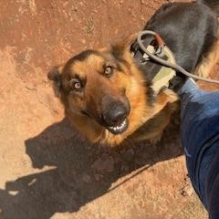 Linze, a ADOPTABLE German Shepherd Dog in Roswell, GA image 3/4