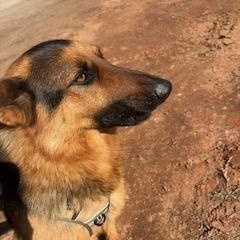 Linze, a ADOPTABLE German Shepherd Dog in Roswell, GA image 4/4