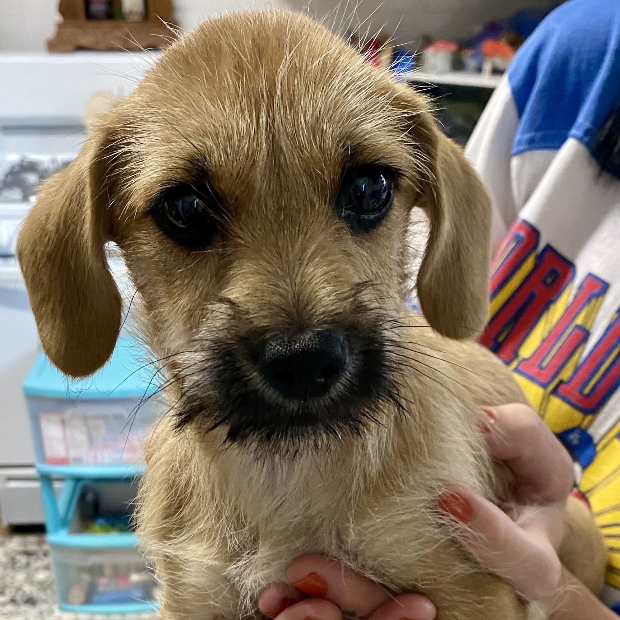 Enlarge Scrappy Doo, a Adopted mixed breed in Pine Grove, LA image 2/5