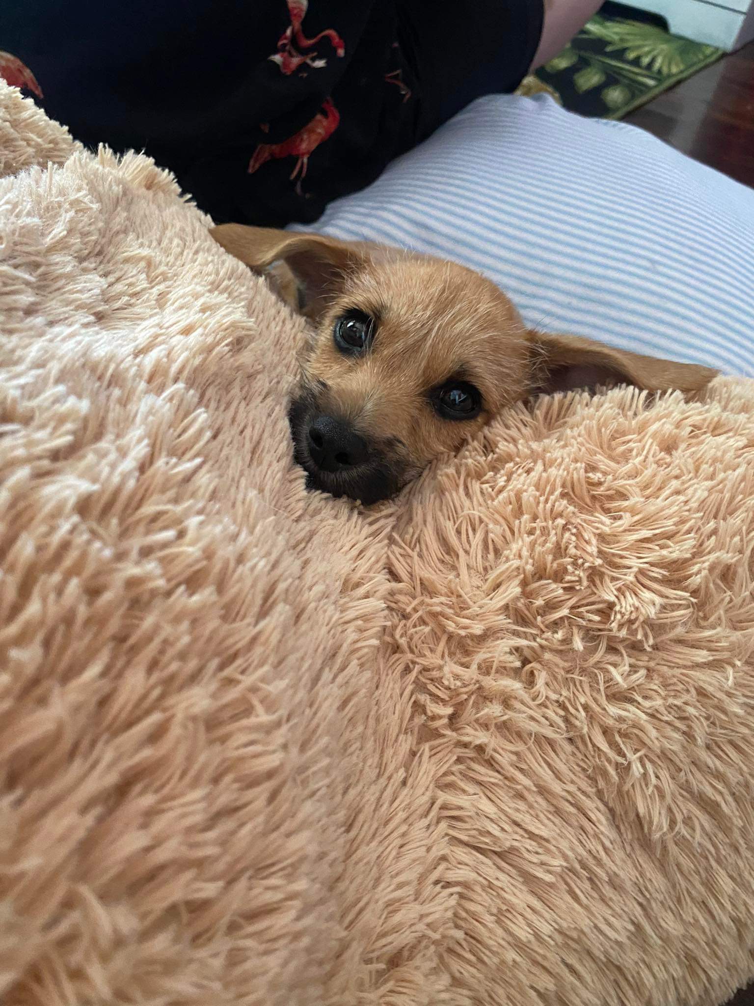 Enlarge Scrappy Doo, a Adopted mixed breed in Pine Grove, LA image 3/5